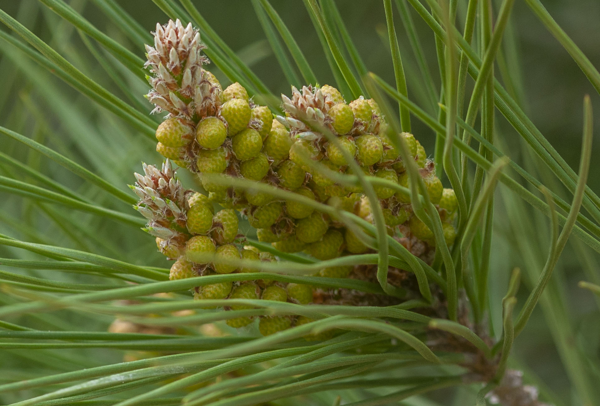 Pine cones