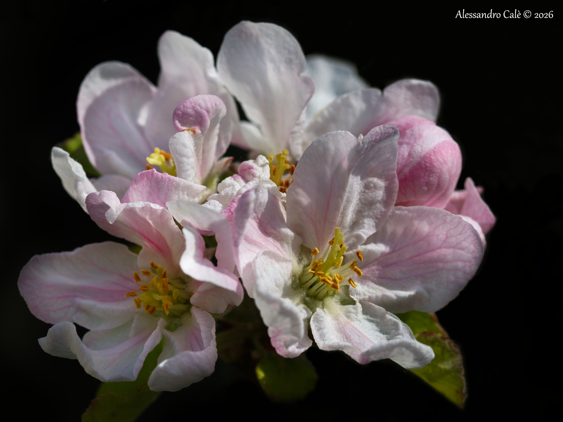 I fiori del melo 5106