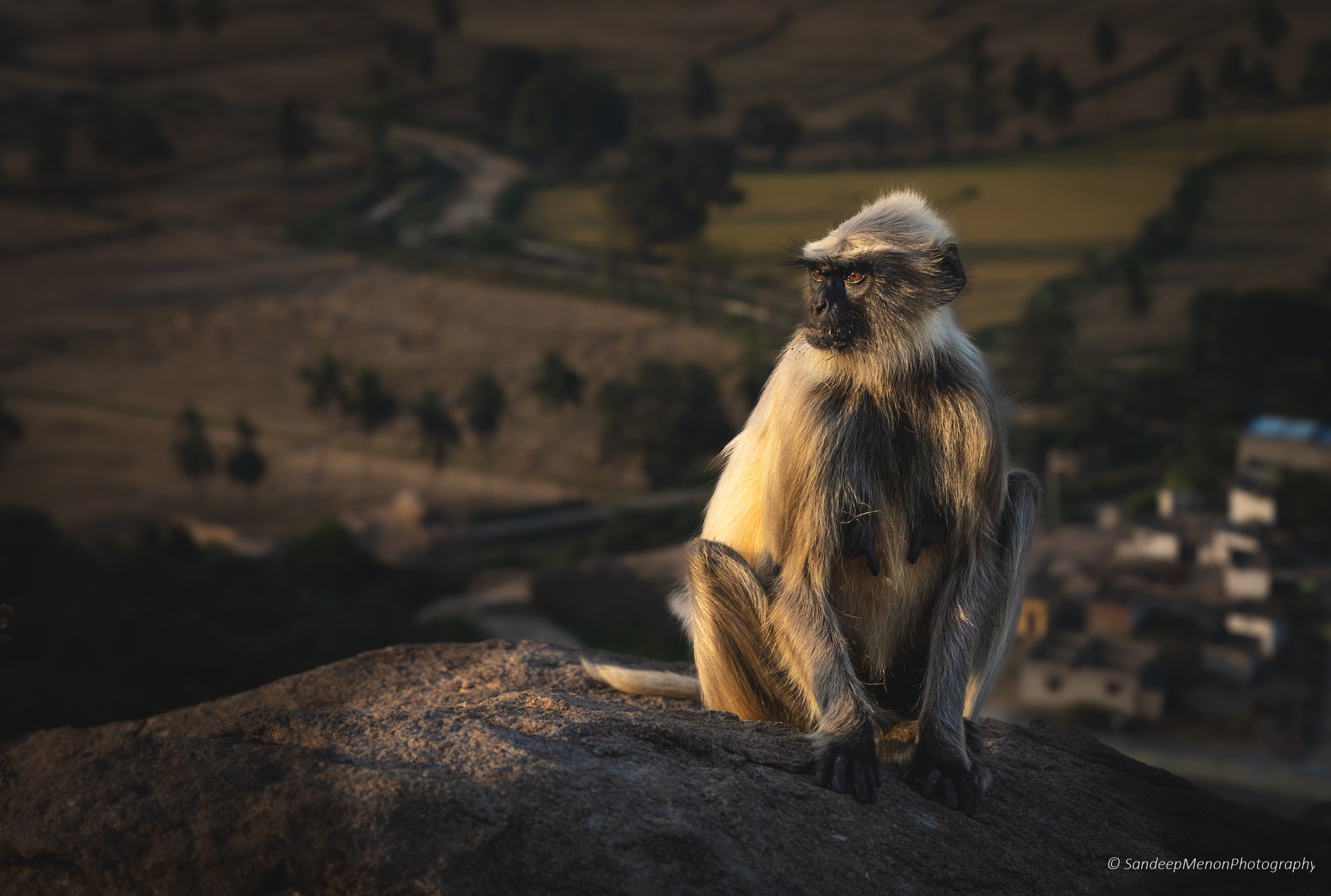 Langur grigio
