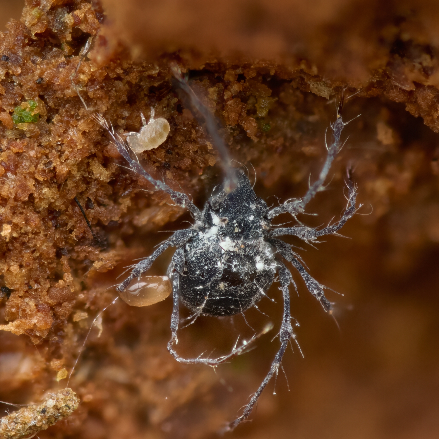 Damaeus sp. Neelidae
