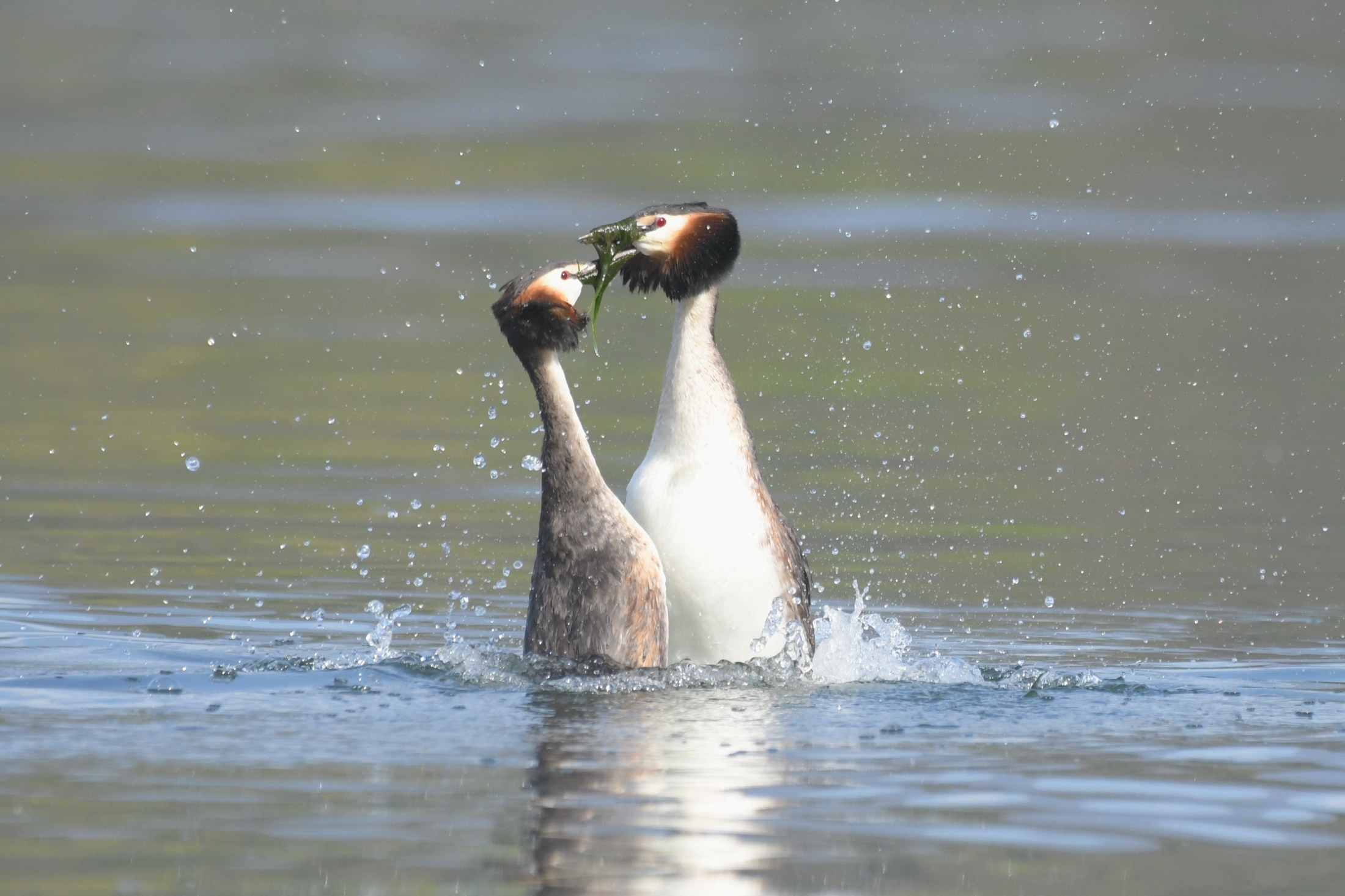 Podiceps cristatus