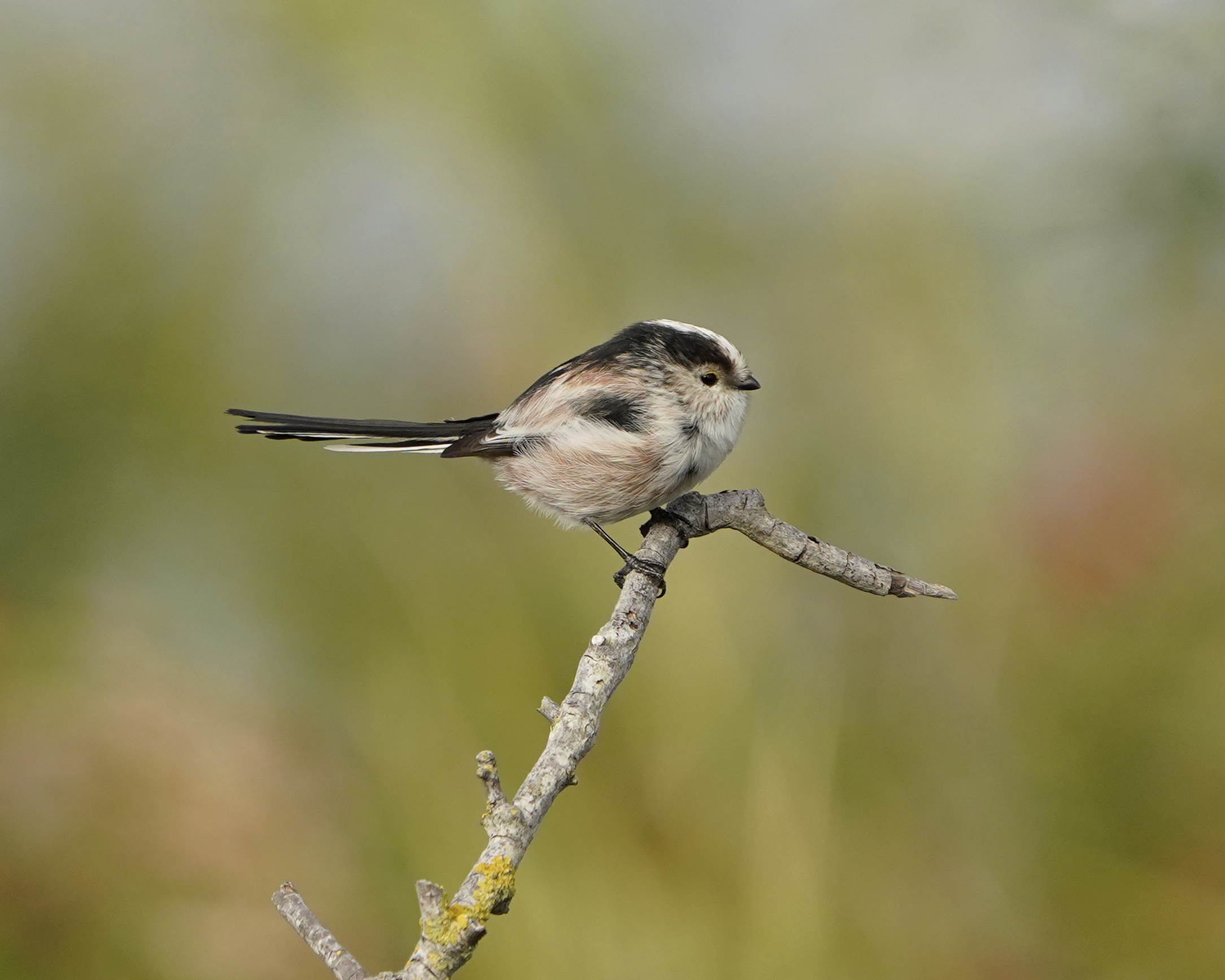 Long-tailed