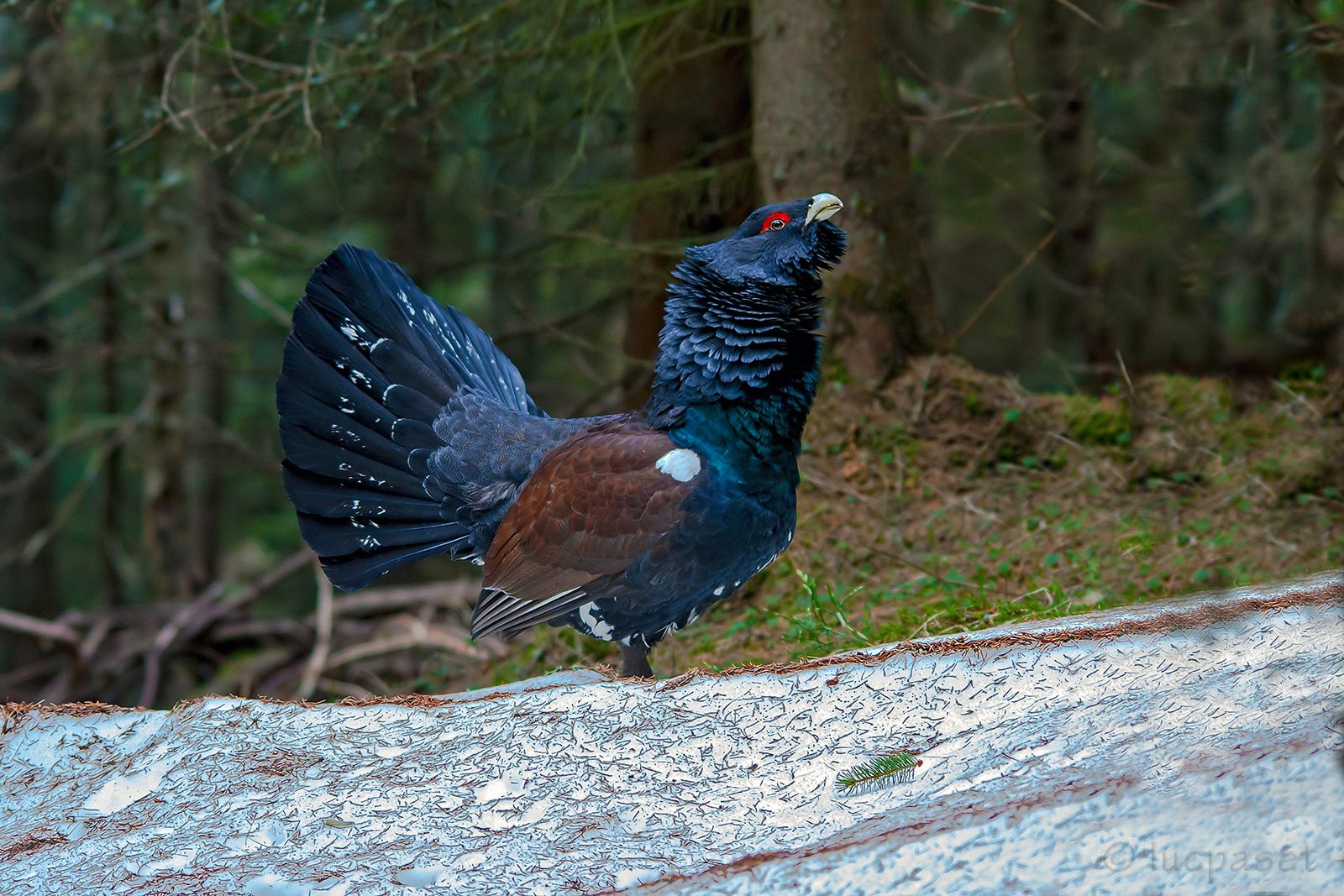 Capercaillie