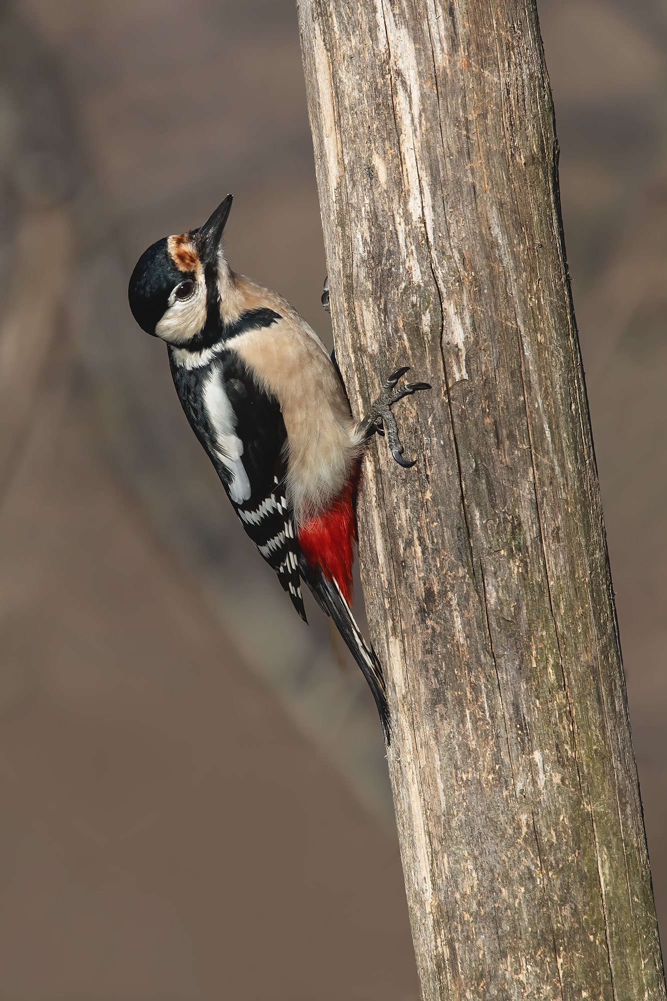 Spotted woodpecker