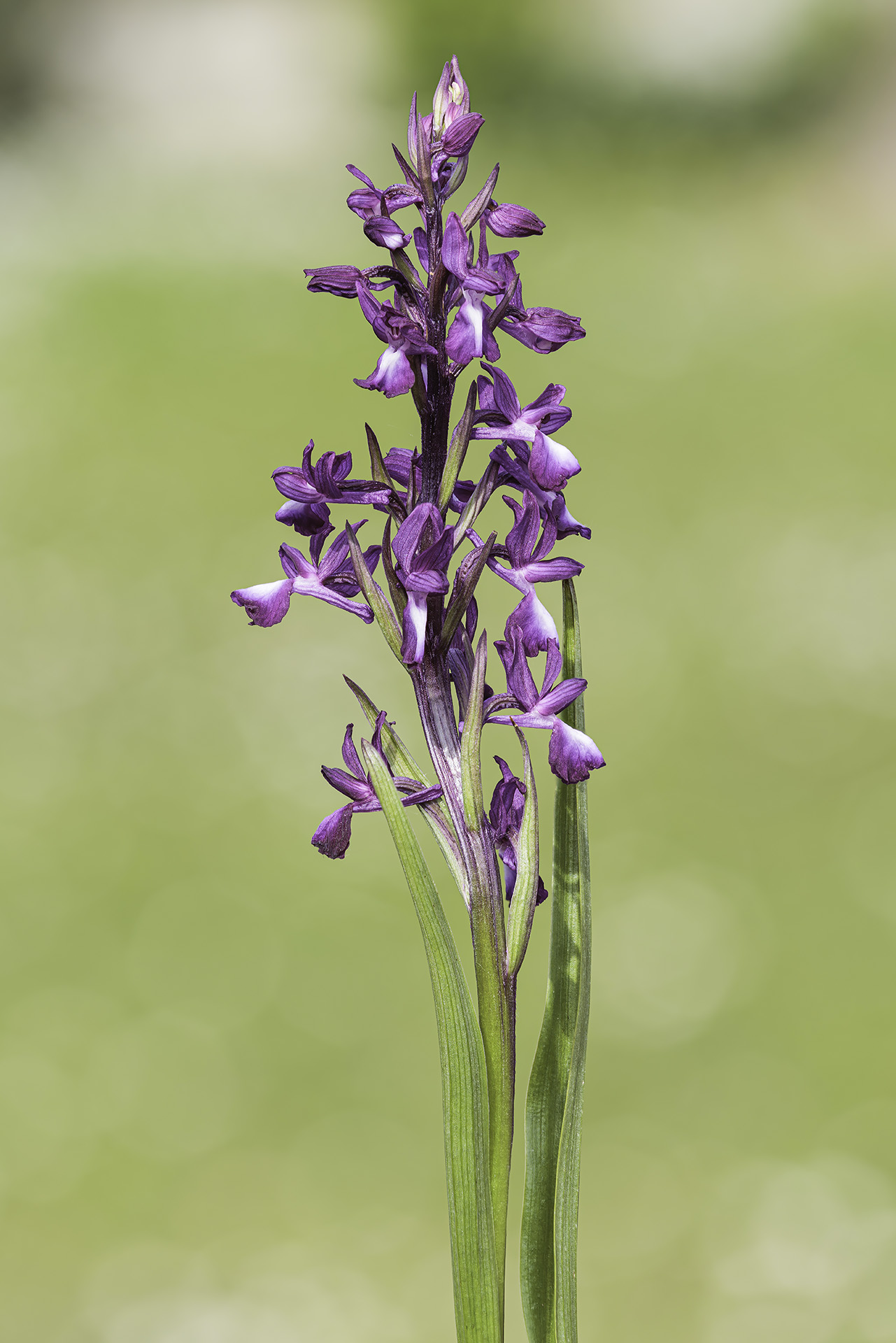 Orchis laxiflora
