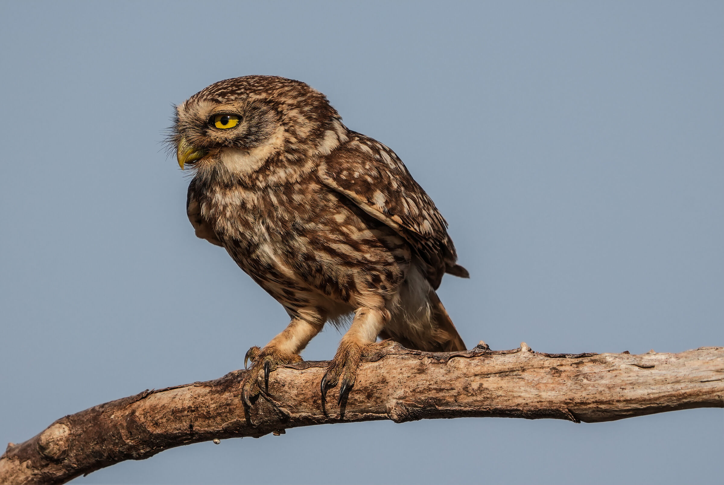 owl