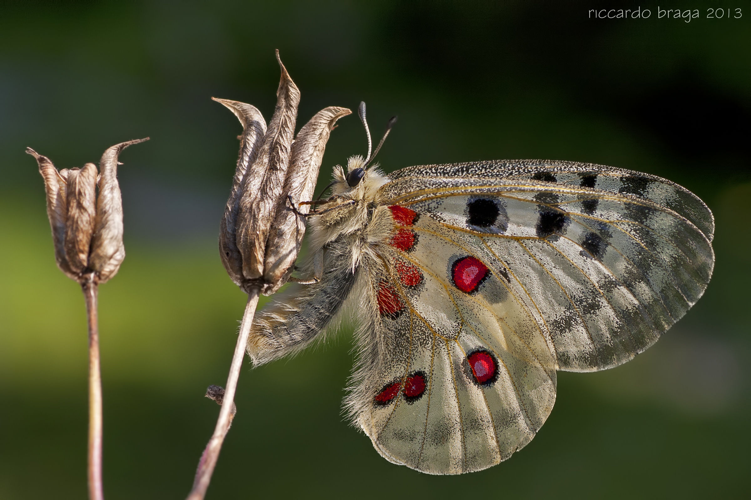 Parnassius apollo