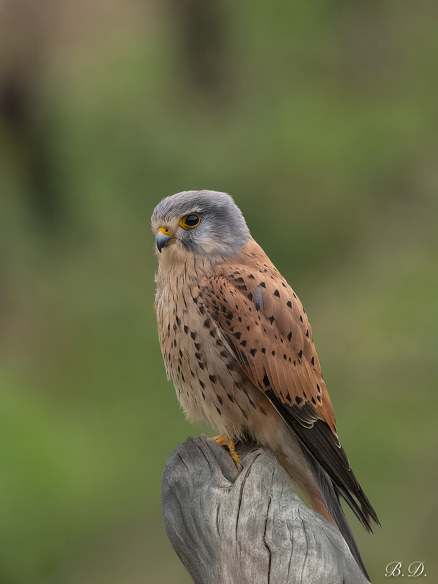 Kestrel