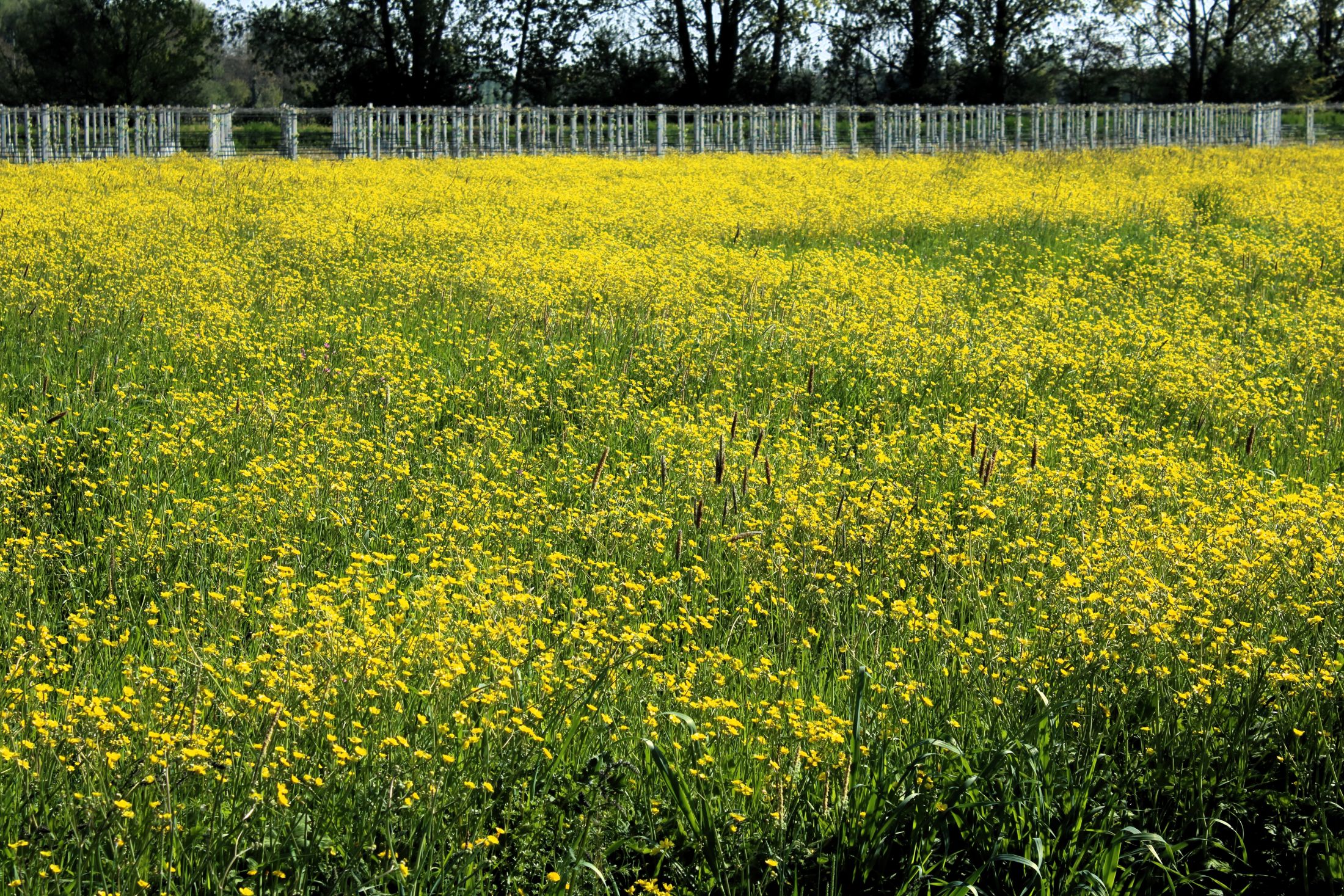 Un giallo d'autore