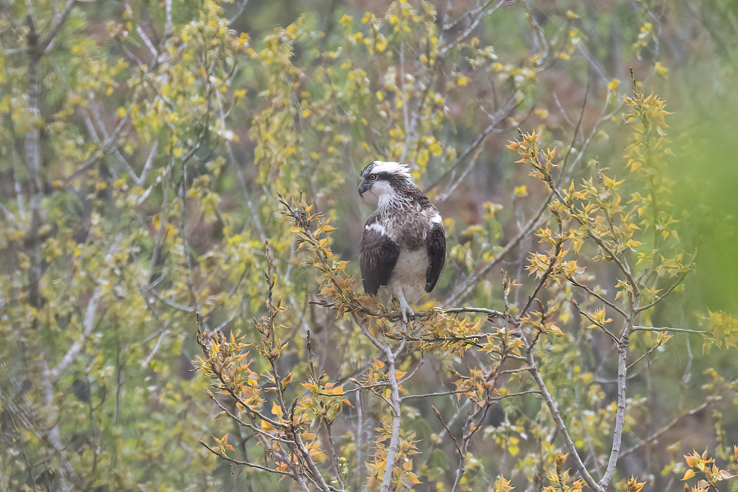Osprey