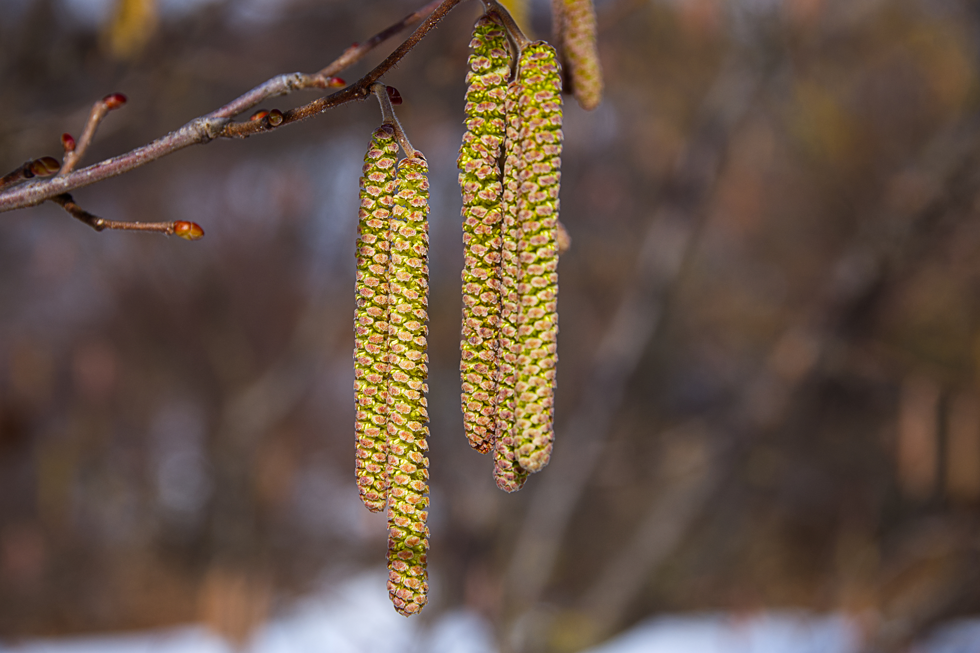 Hornbeam Flowers