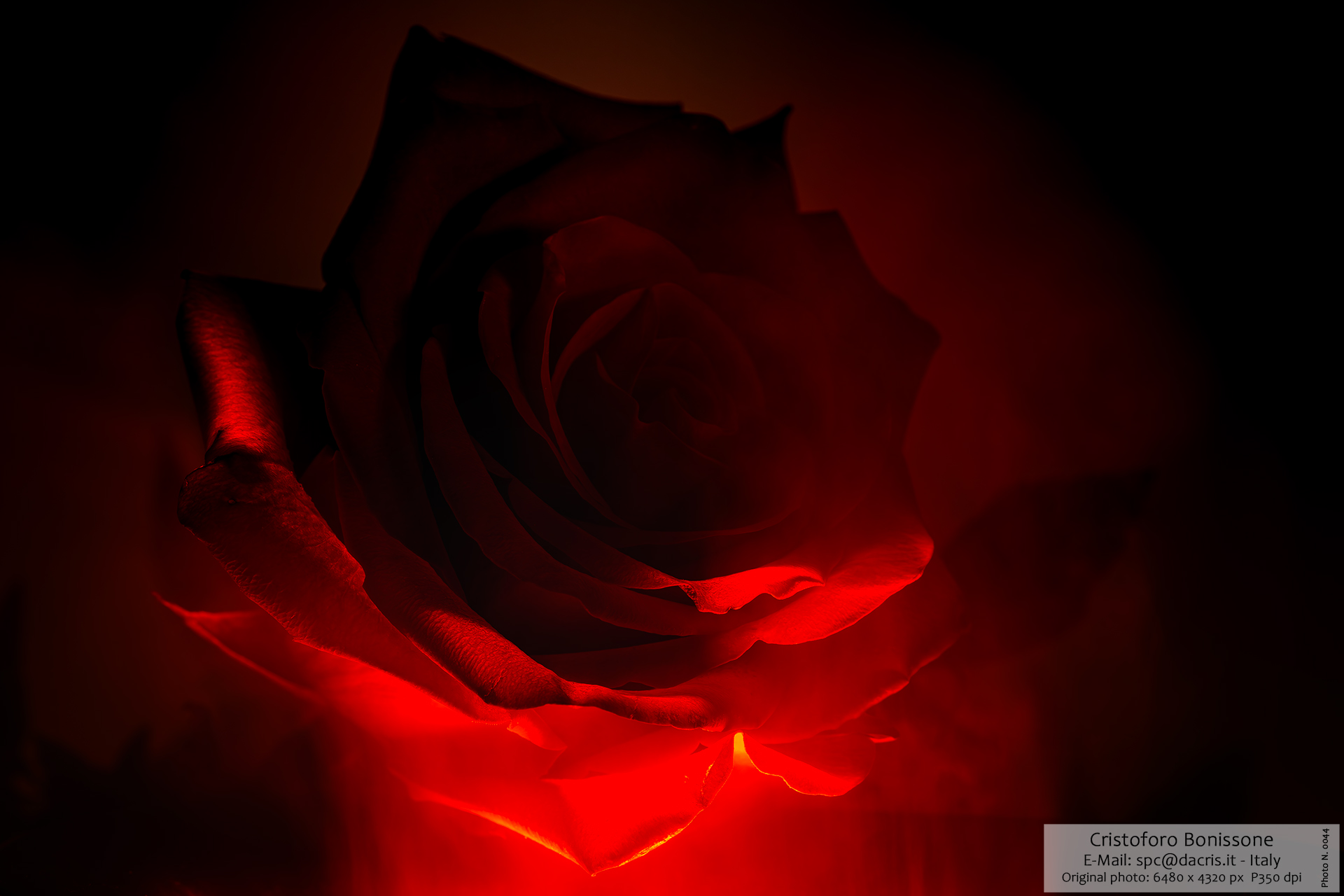 Red Rose 01 - Photo 0044