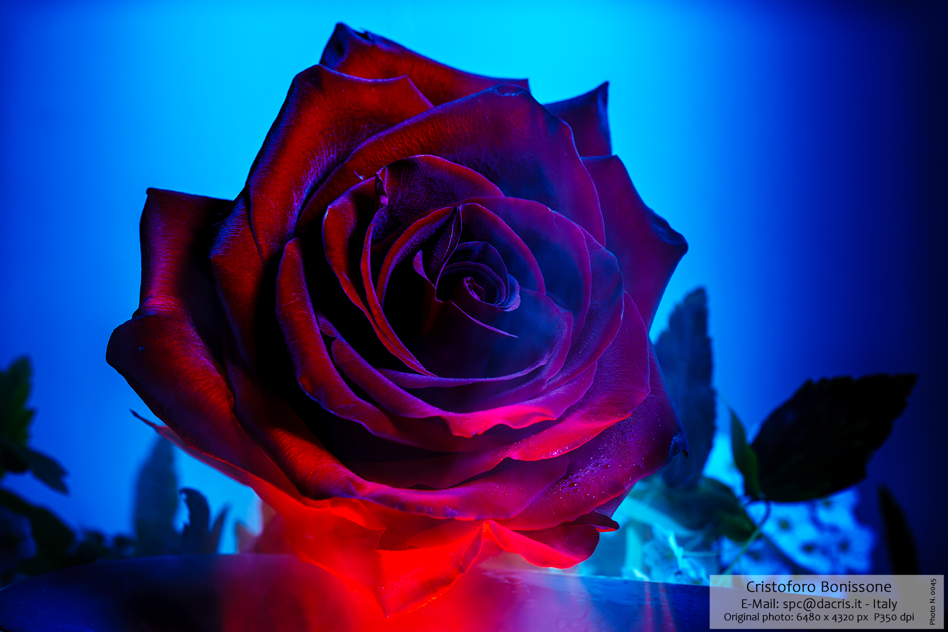 Red Rose 02