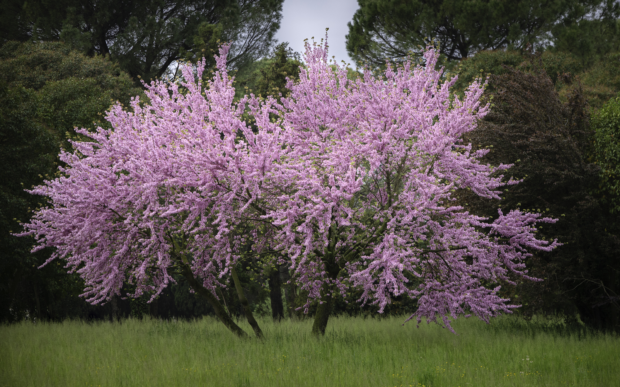 Albero di Giuda