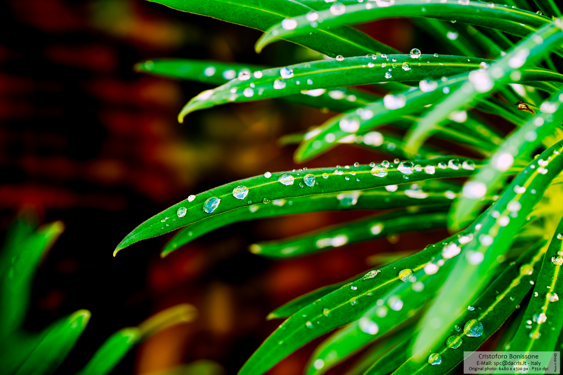 Drop Leaf - Photo 0046