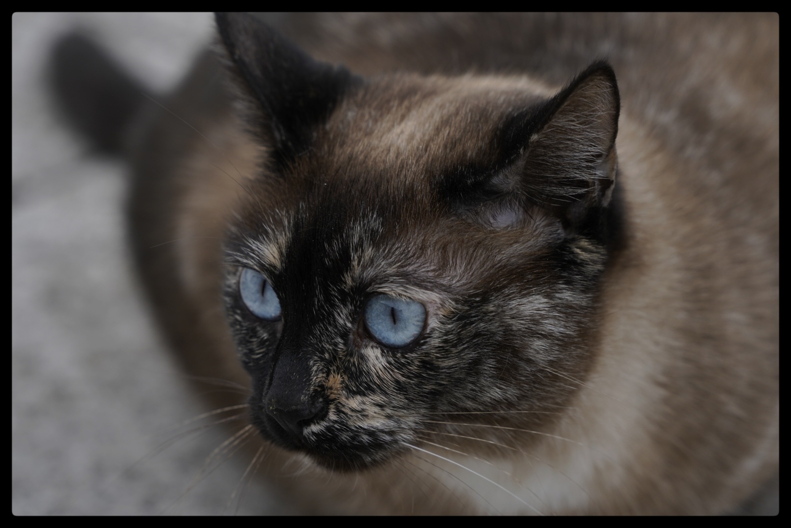 Micia