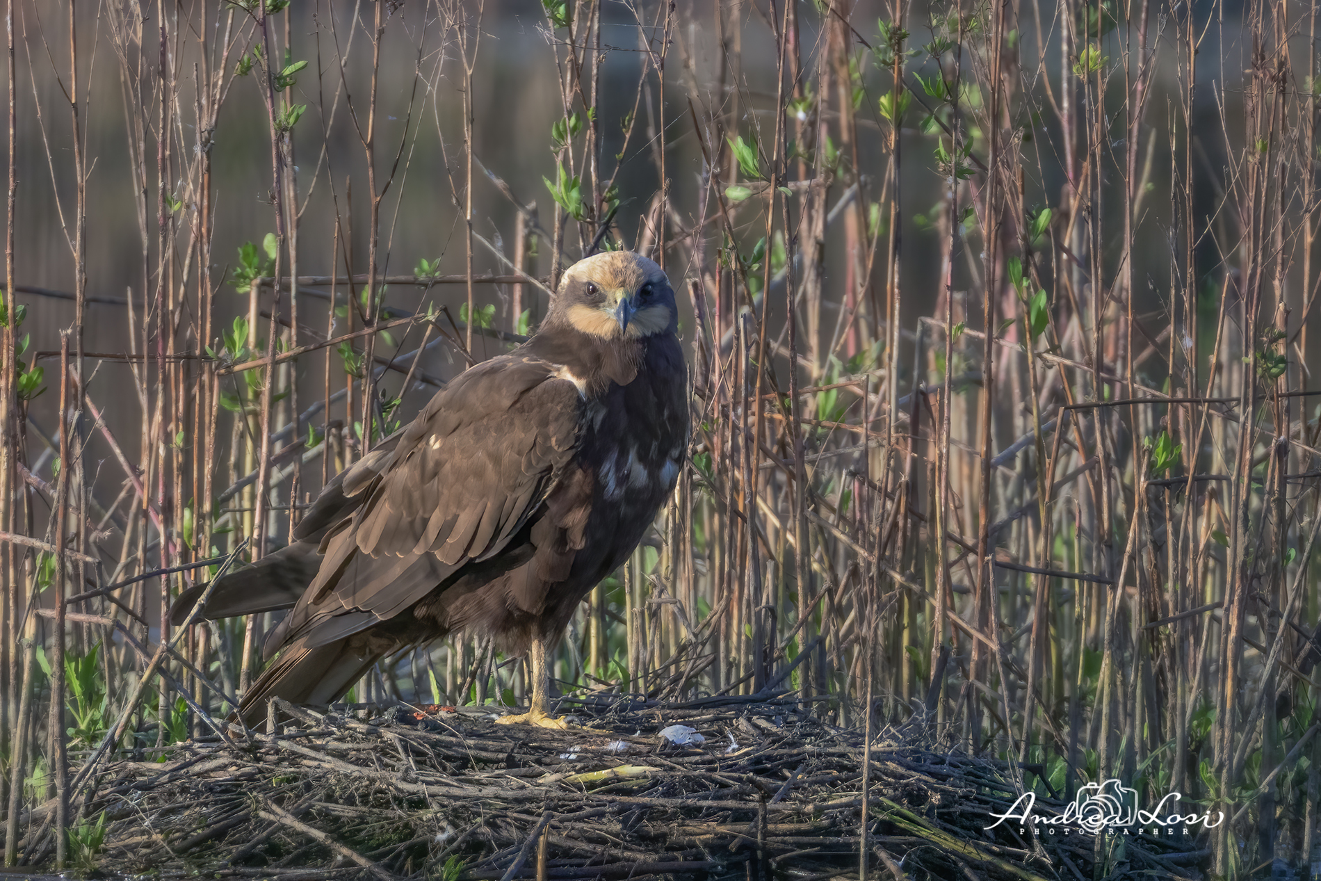 Falco di Palude: la fine per le uova di Folaghe
