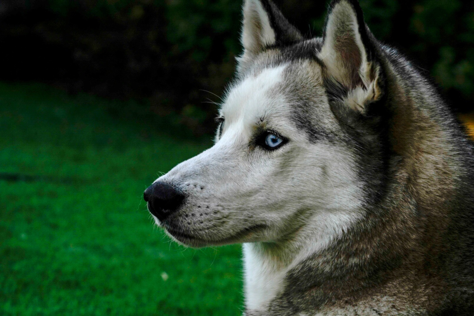 Alaska. Siberian Husky