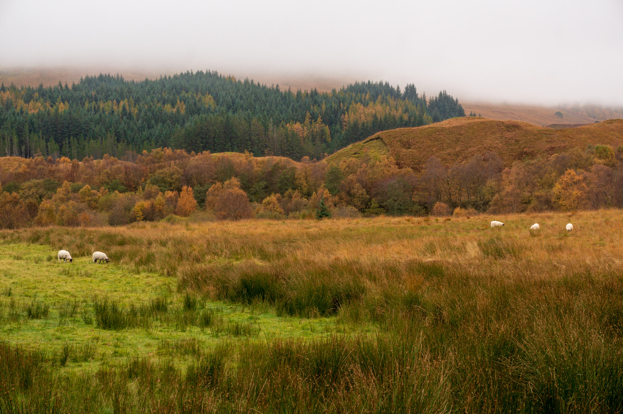 Scotland 3