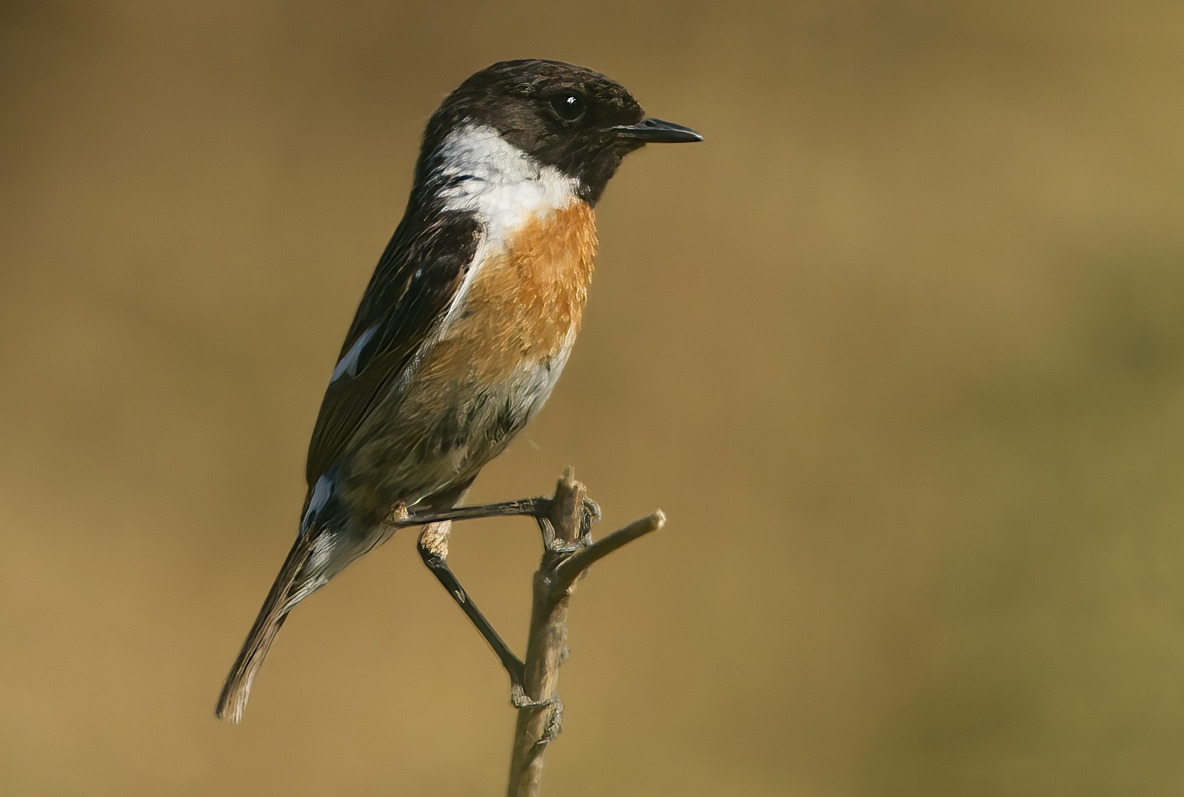 Male Stonechatter