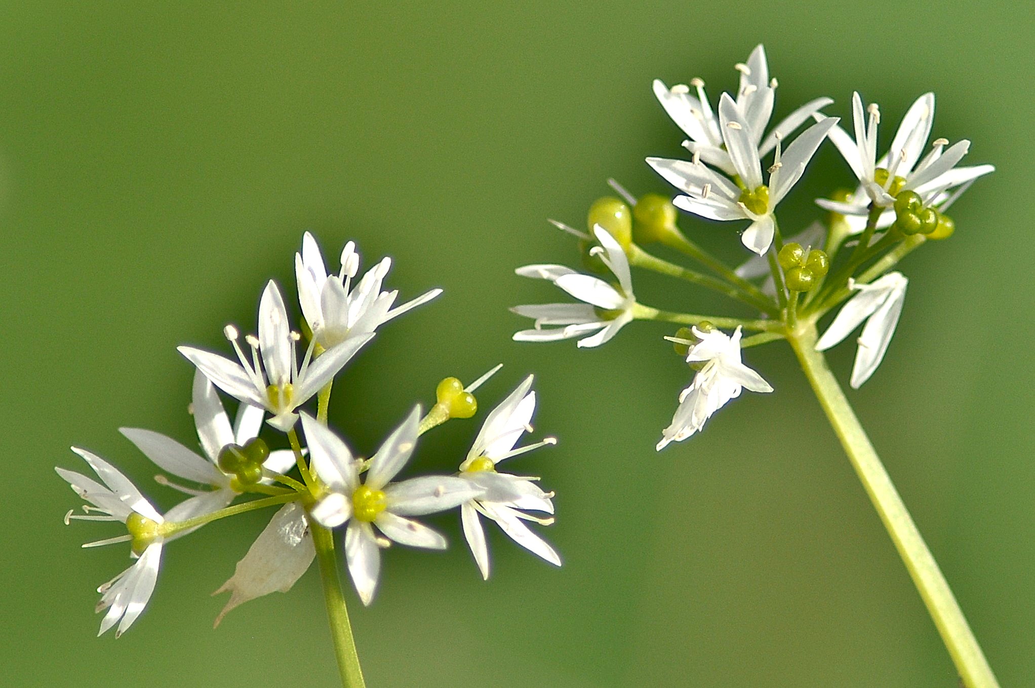 White flowers