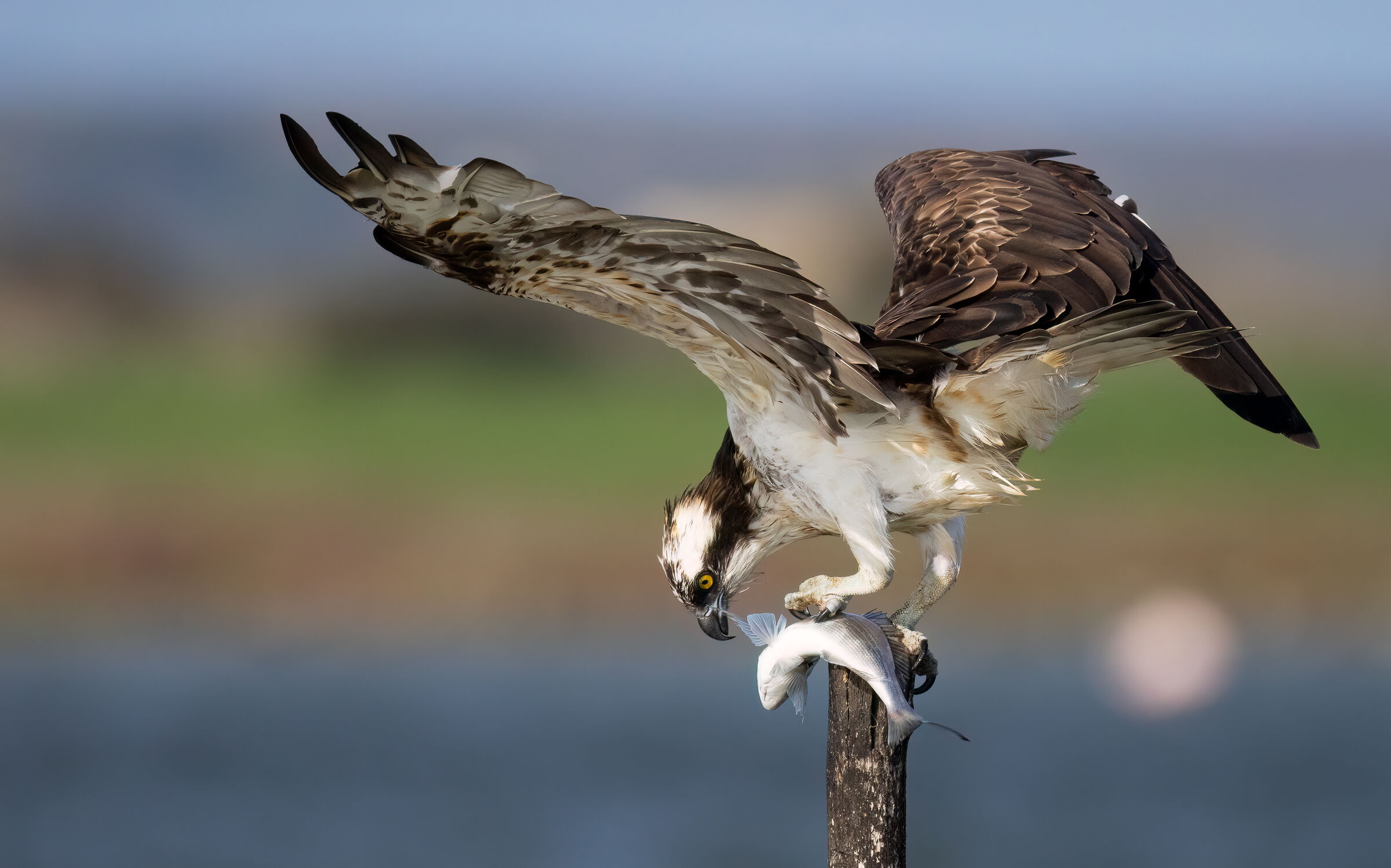 falco pescatore