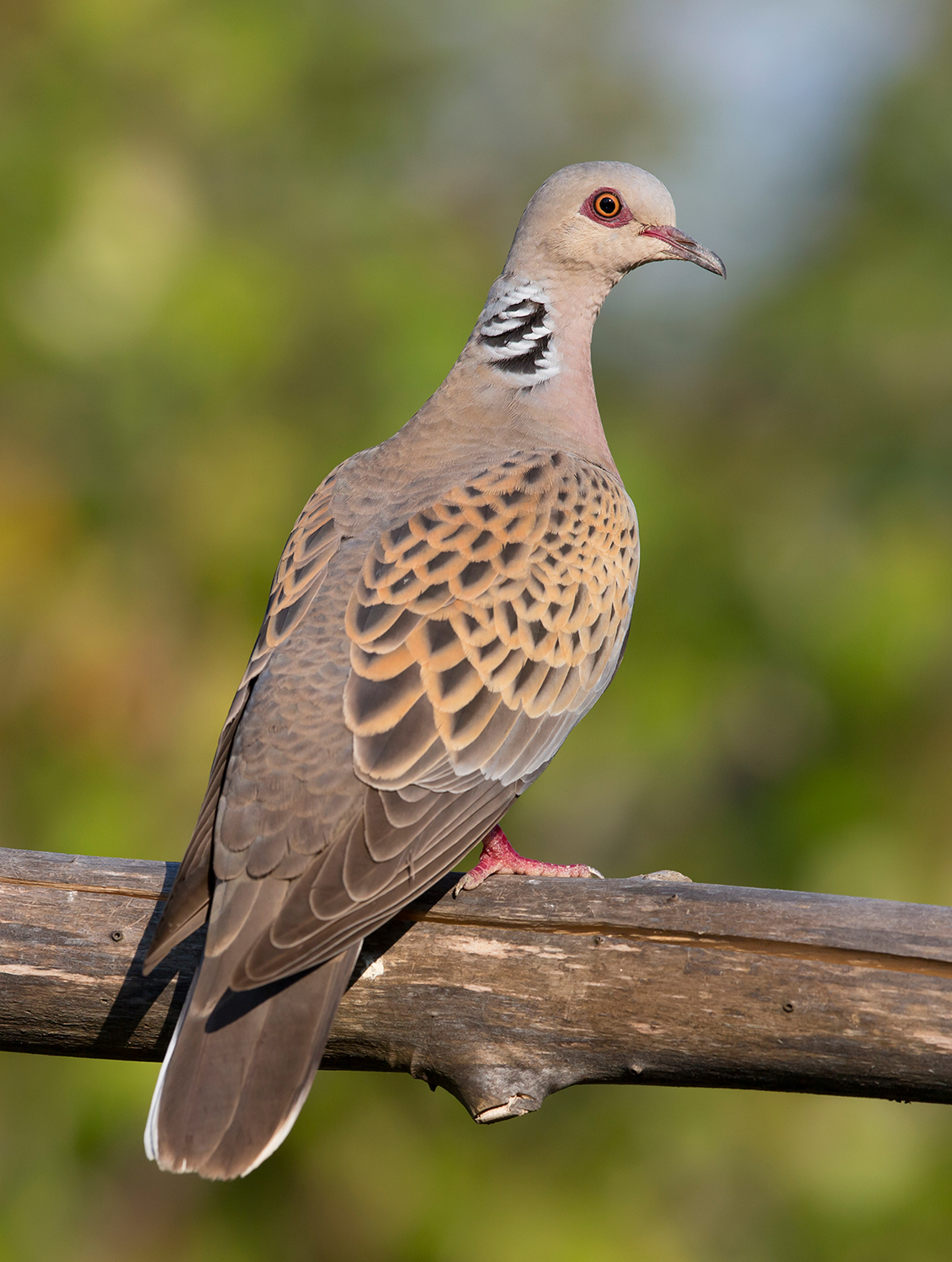turtle dove