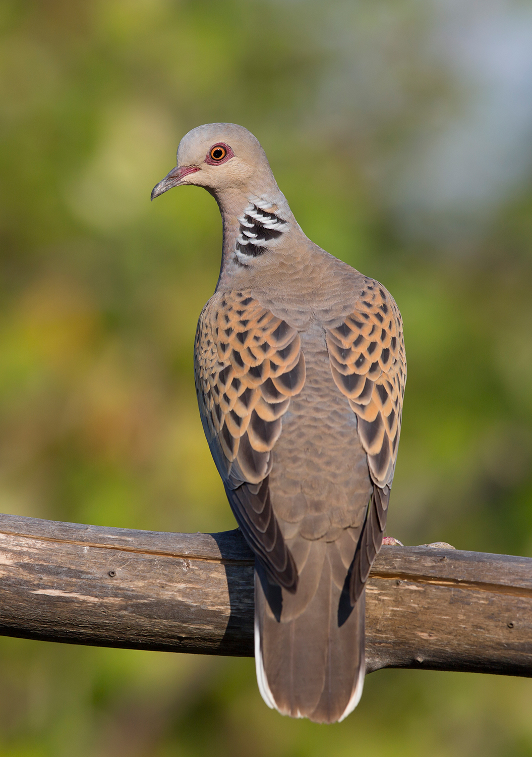 turtle dove