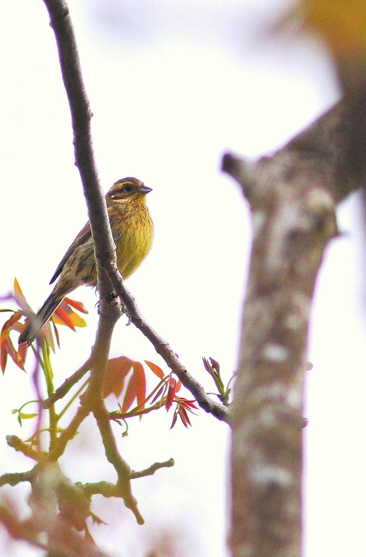 Black Bunting