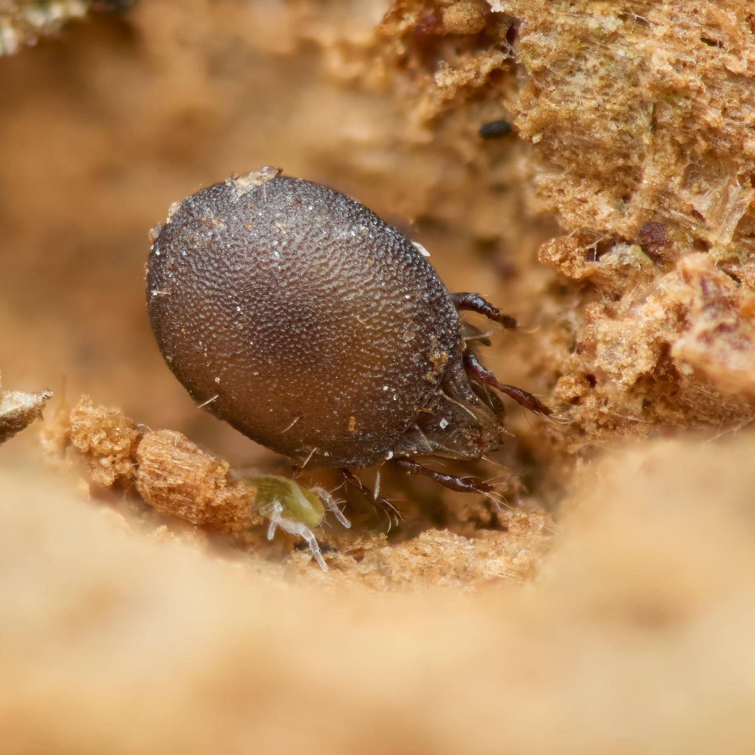 Xenillus sp.