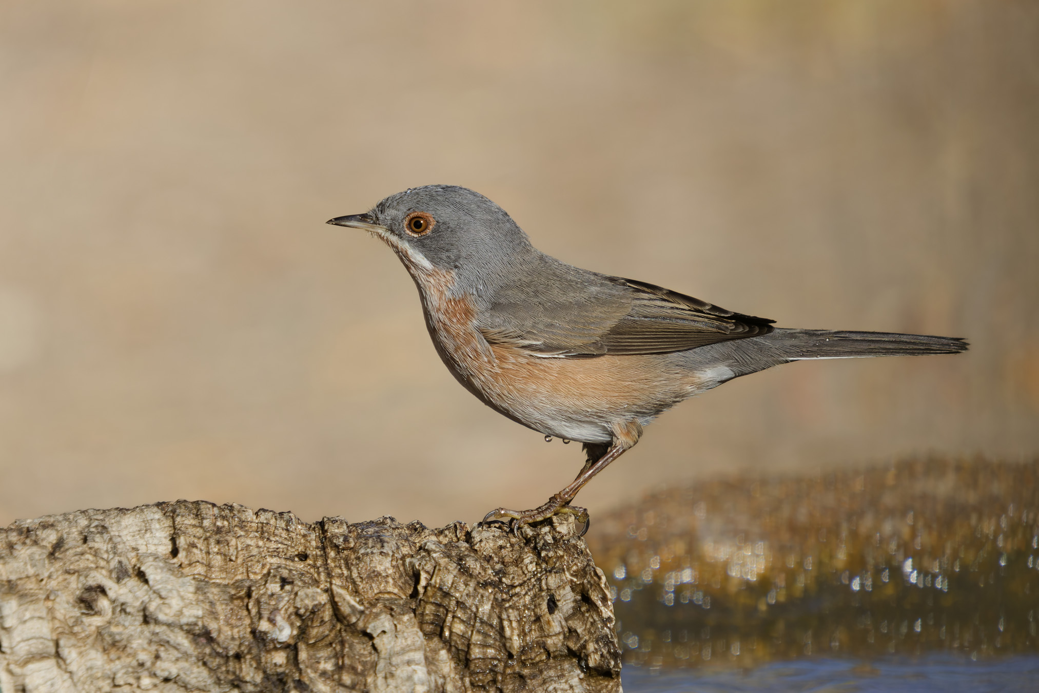 Parula subalpina occidentale