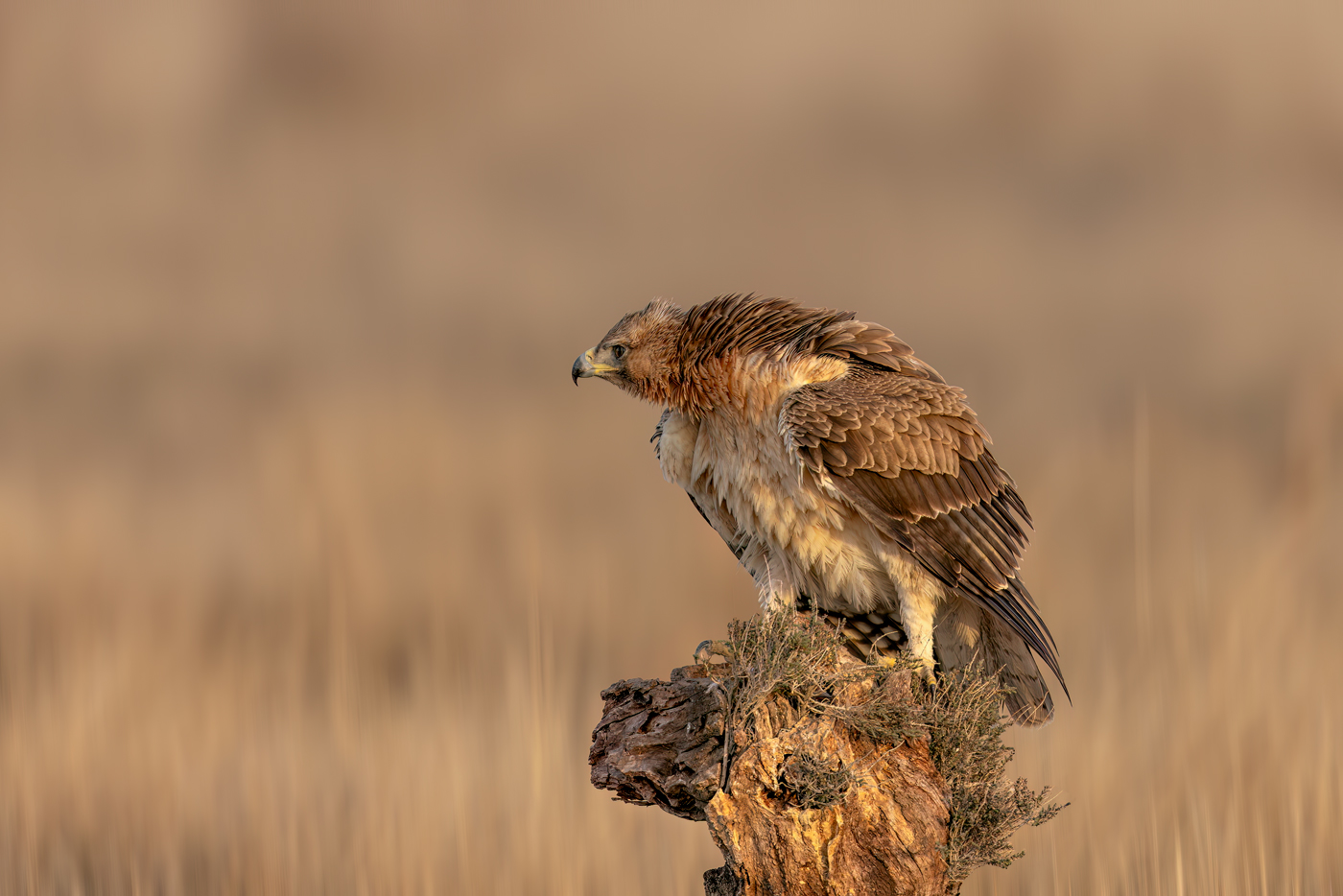 Aquila imperiale