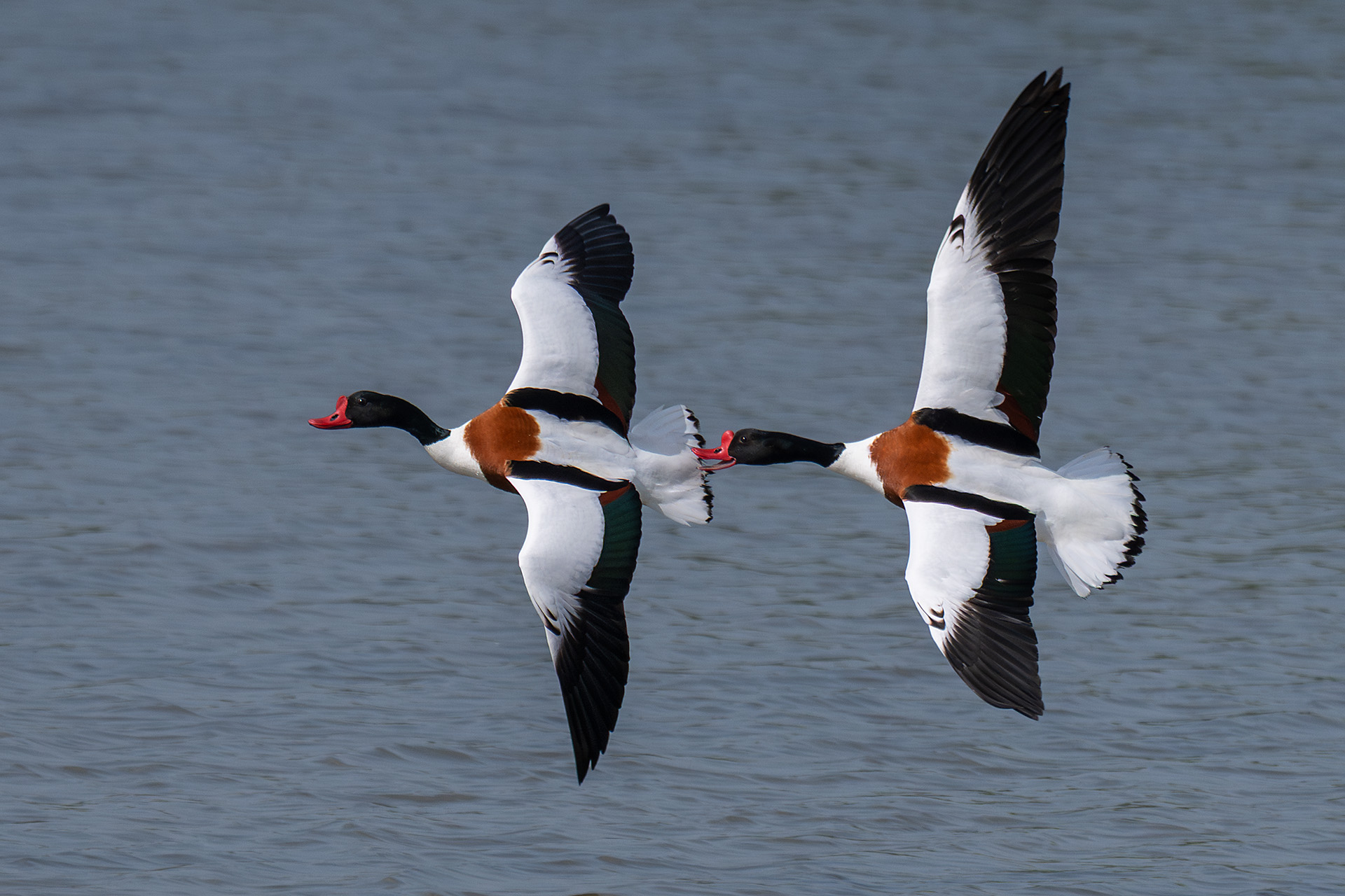 Shelducks