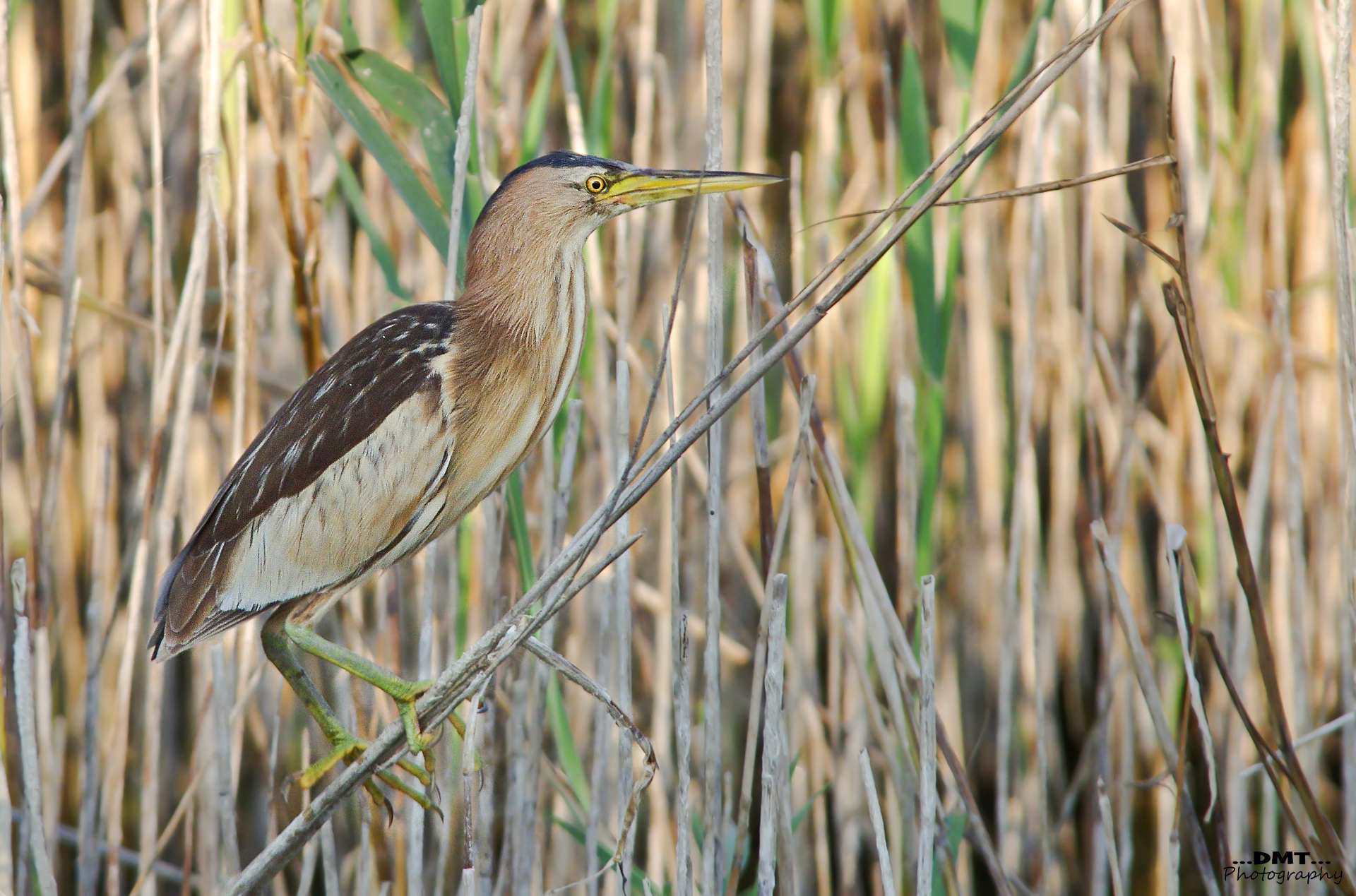 Tarabusina - Non aprite quella porta
