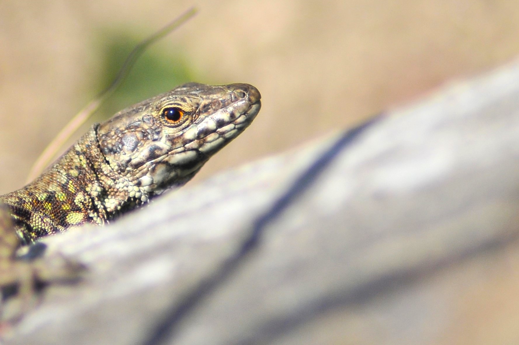 Podarcis muralis