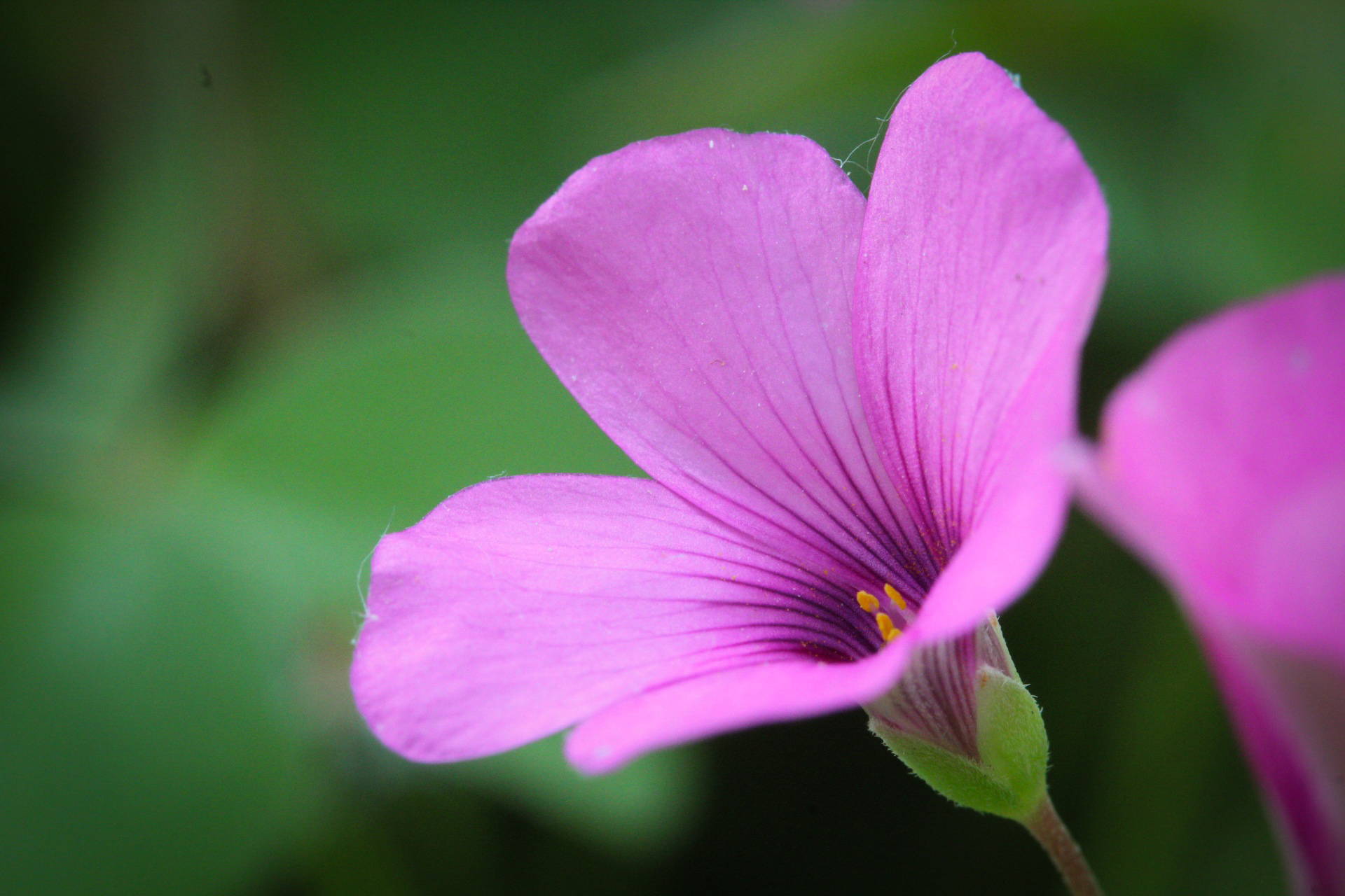 Rhizomatous sorrel
