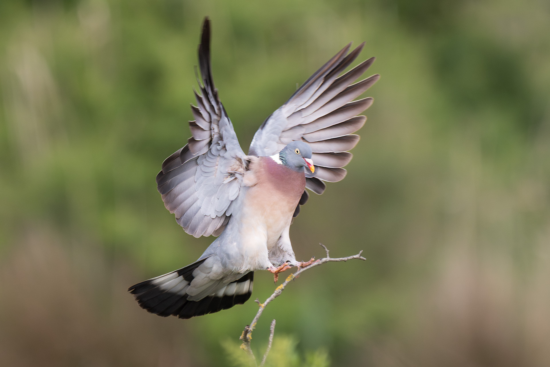 Wood pigeon
