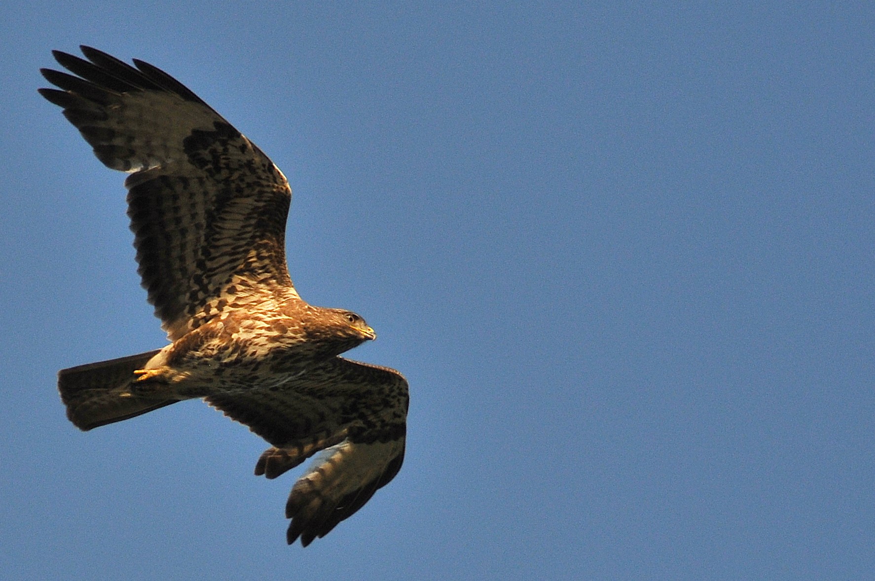 Buzzard with sunset light