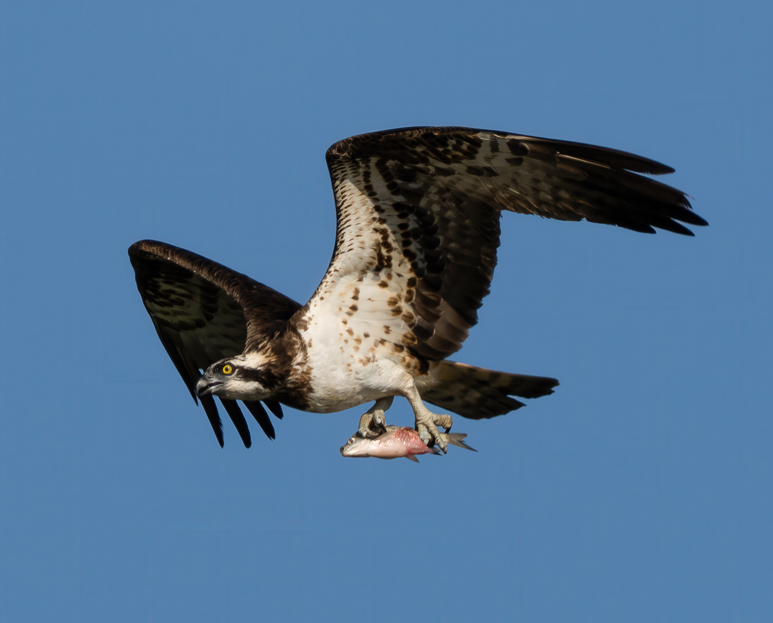Osprey with prey
