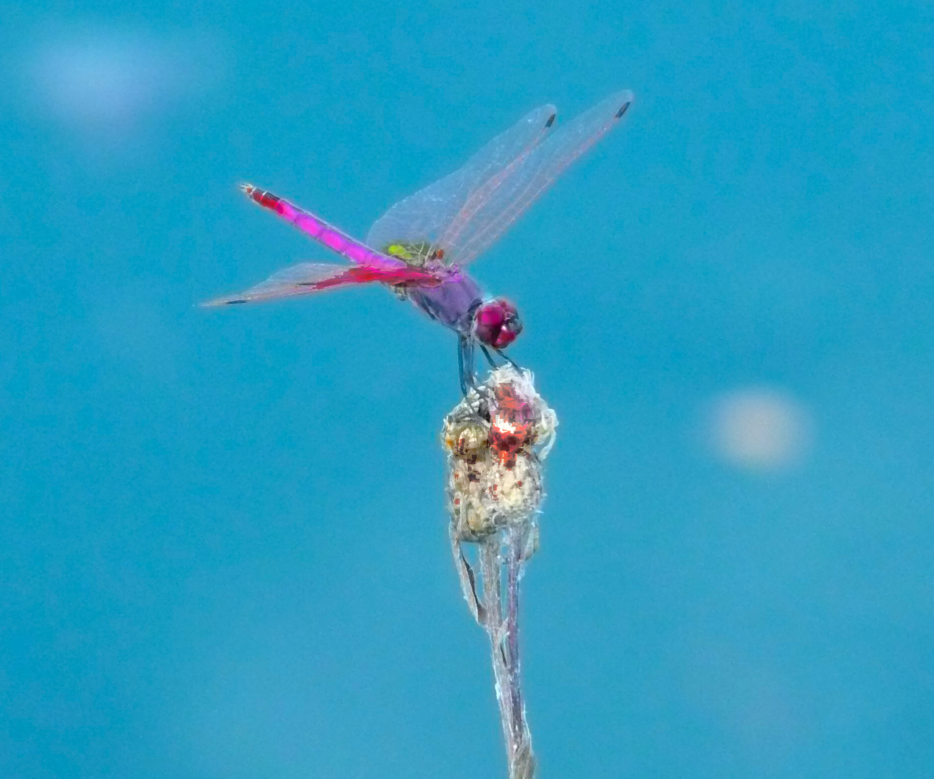 Libellula Scarlet Dragonfly o libellula frecciarossa