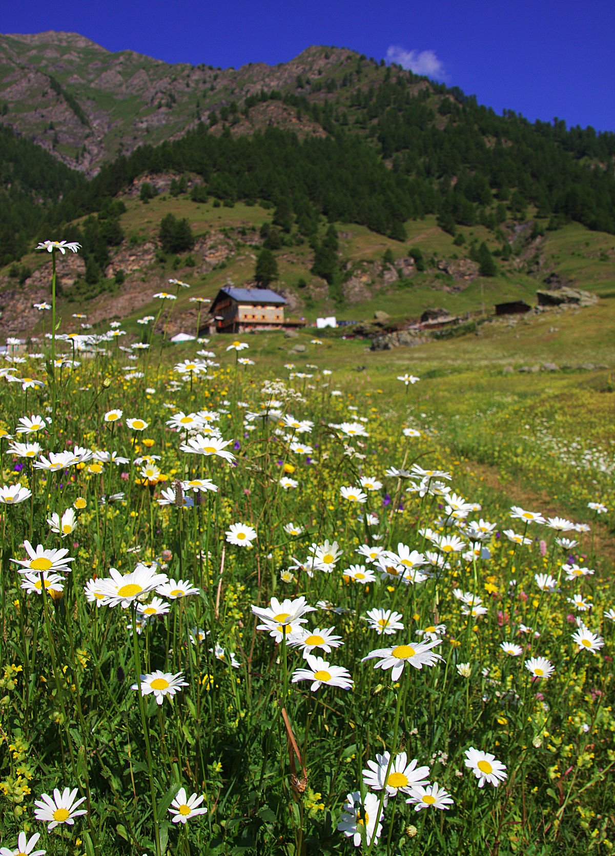 Rifugio Willy Jervis