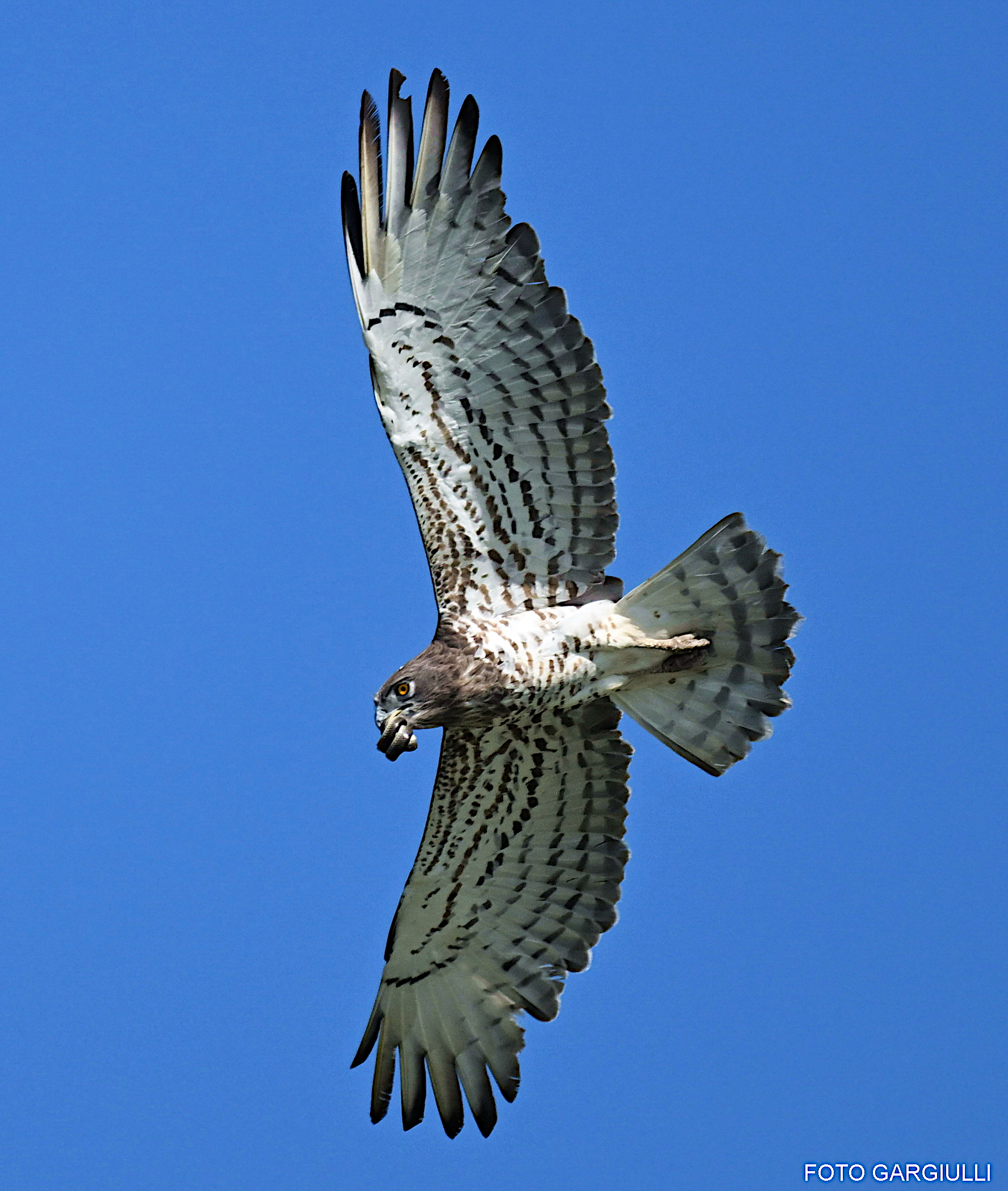 Short-toed Eagle with Snake