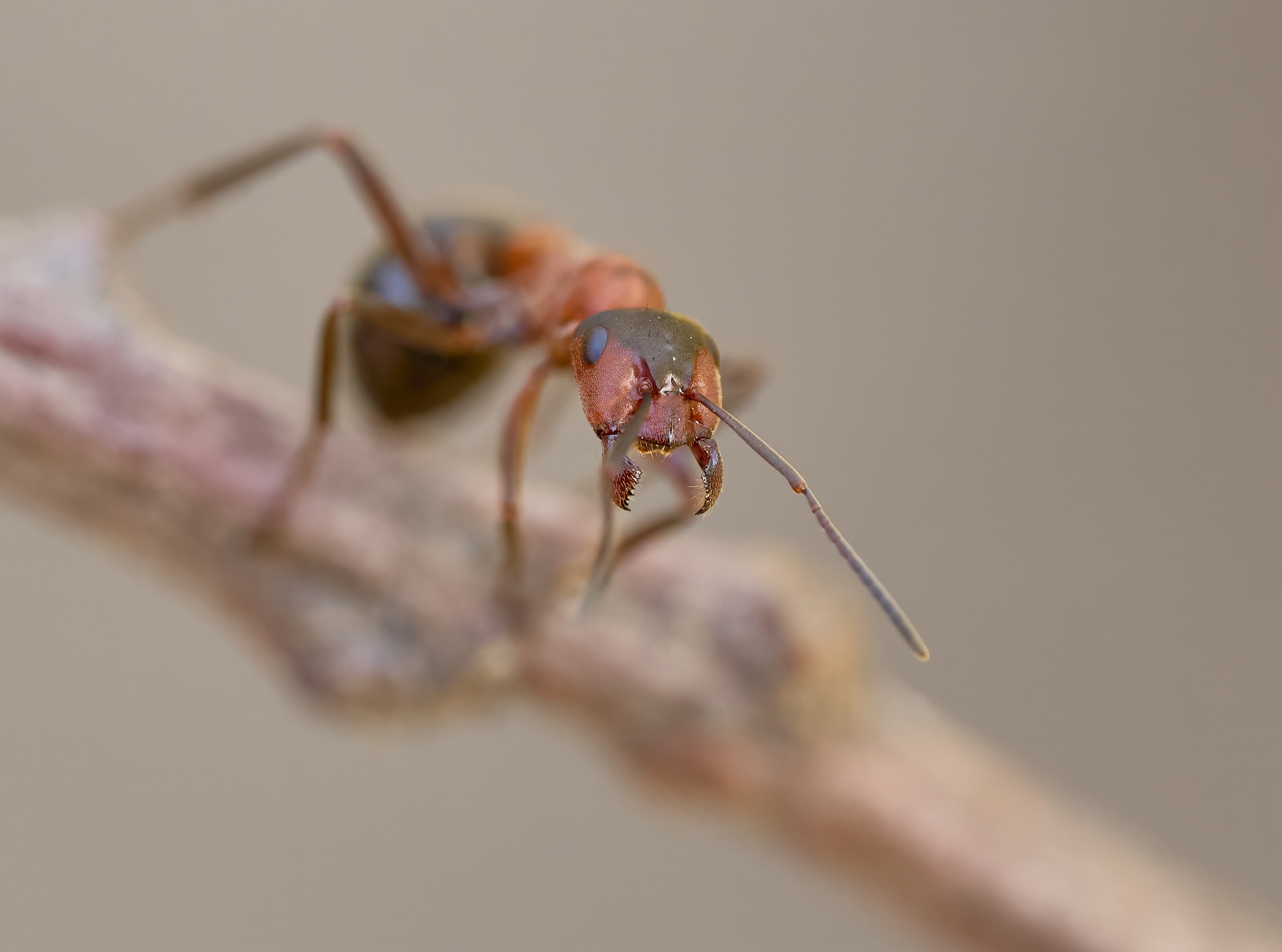 Formica rufa