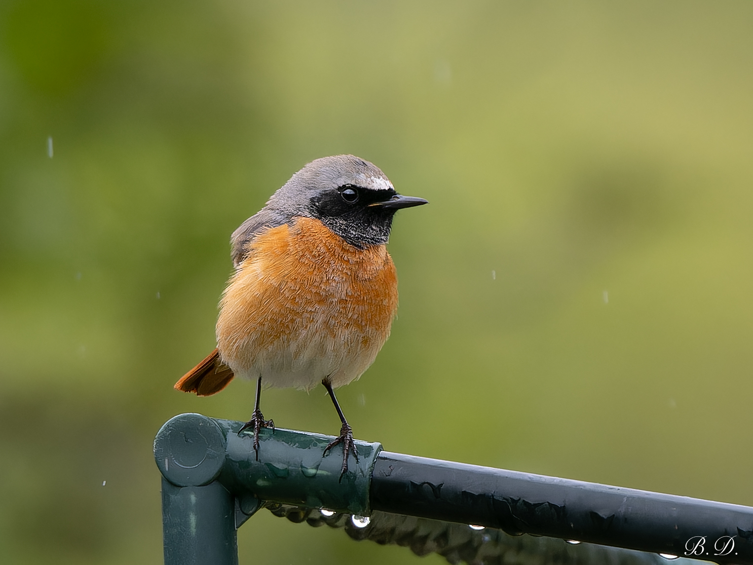 Redstart