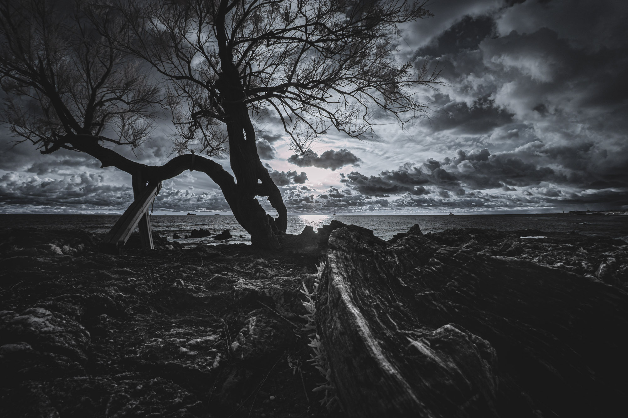 The tamarisk of Antignano 1