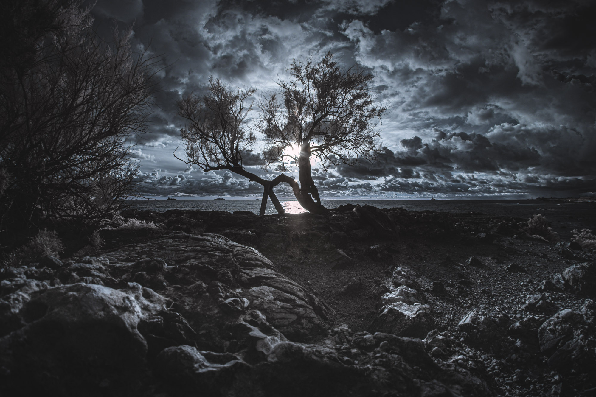 The tamarisk of Antignano 2