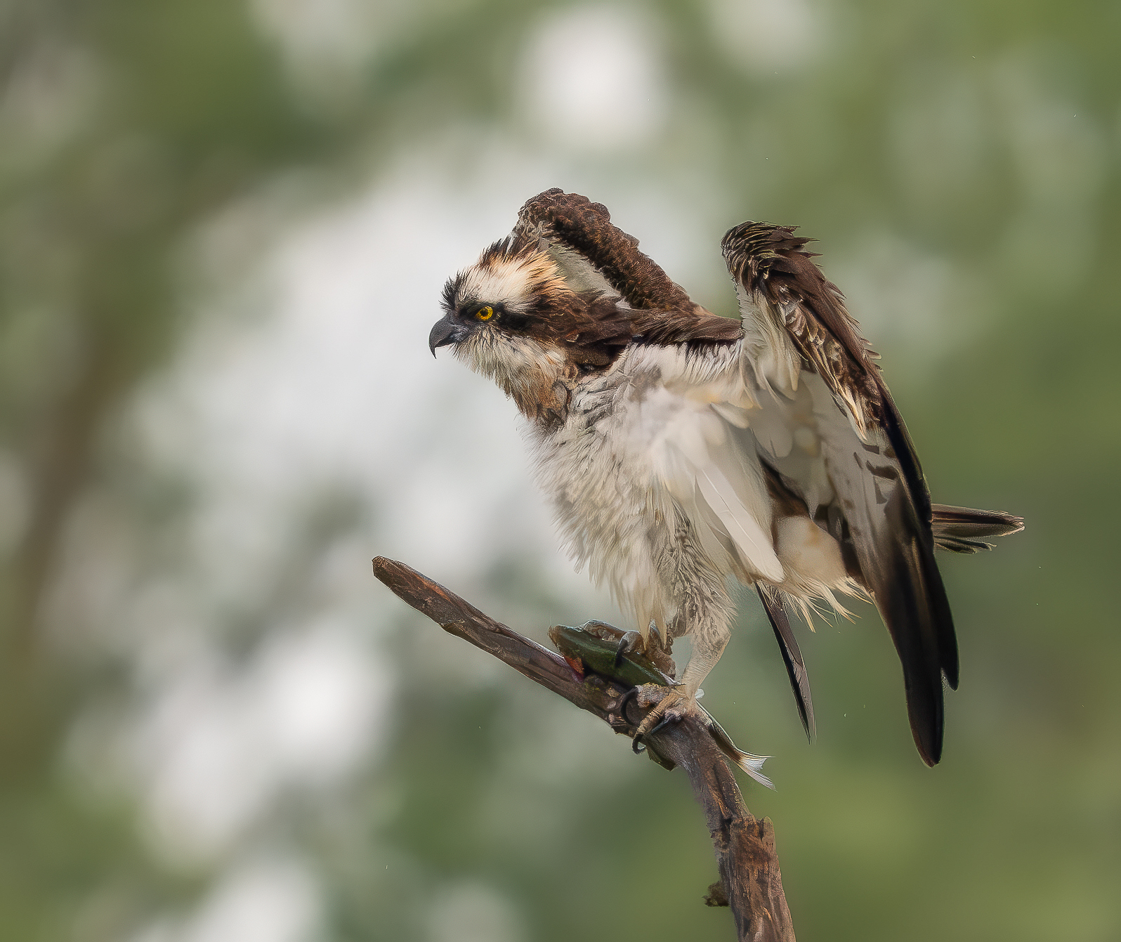 Osprey on perch with prey