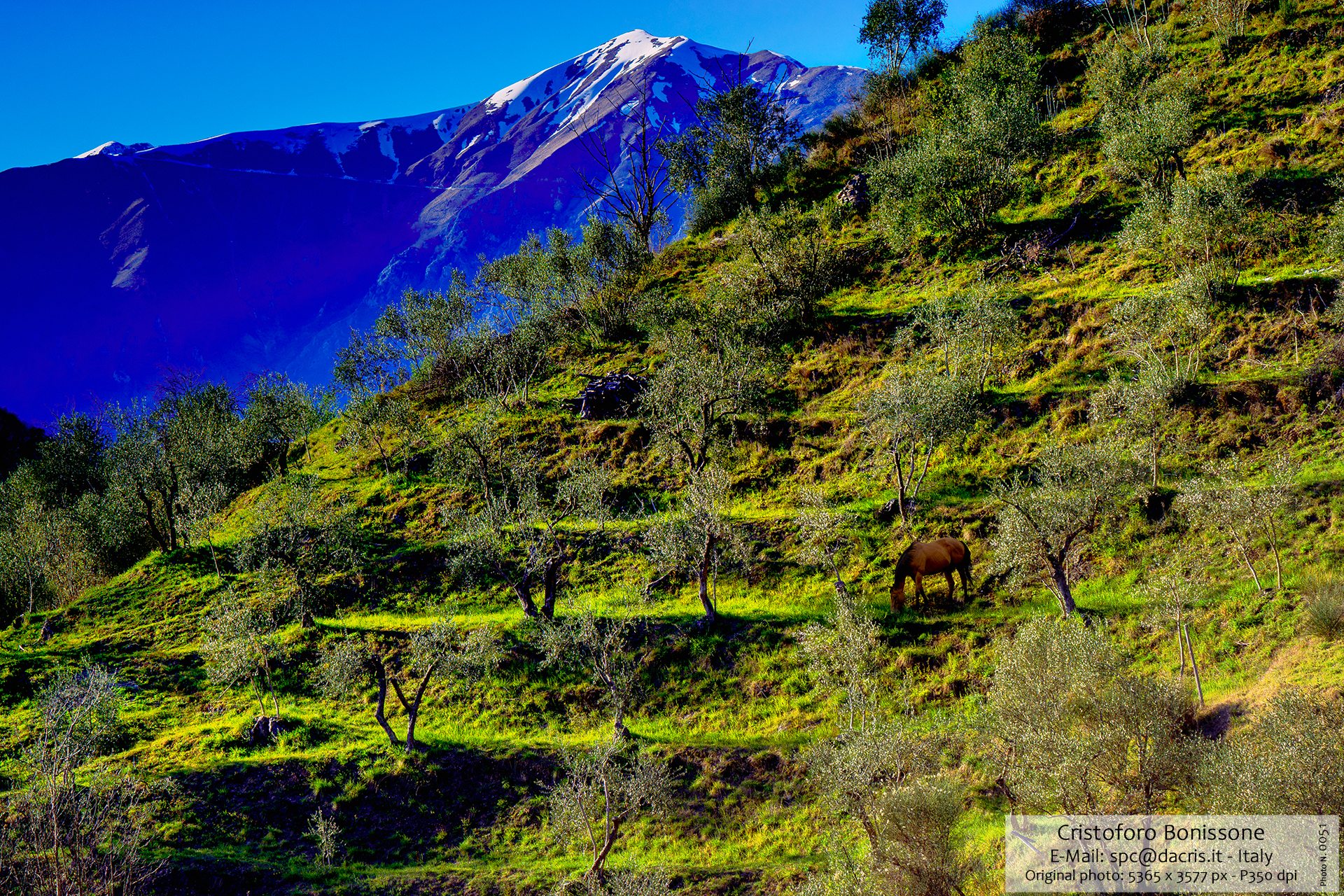 Horse grazing