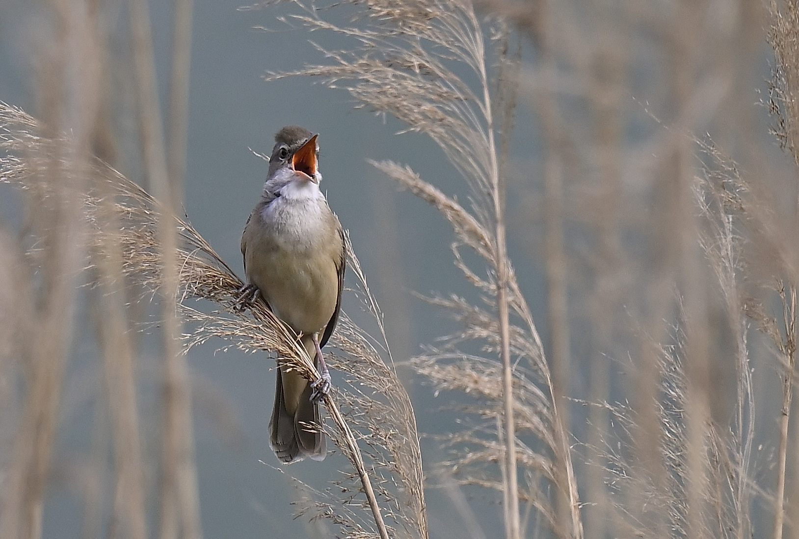 Reed Warbler