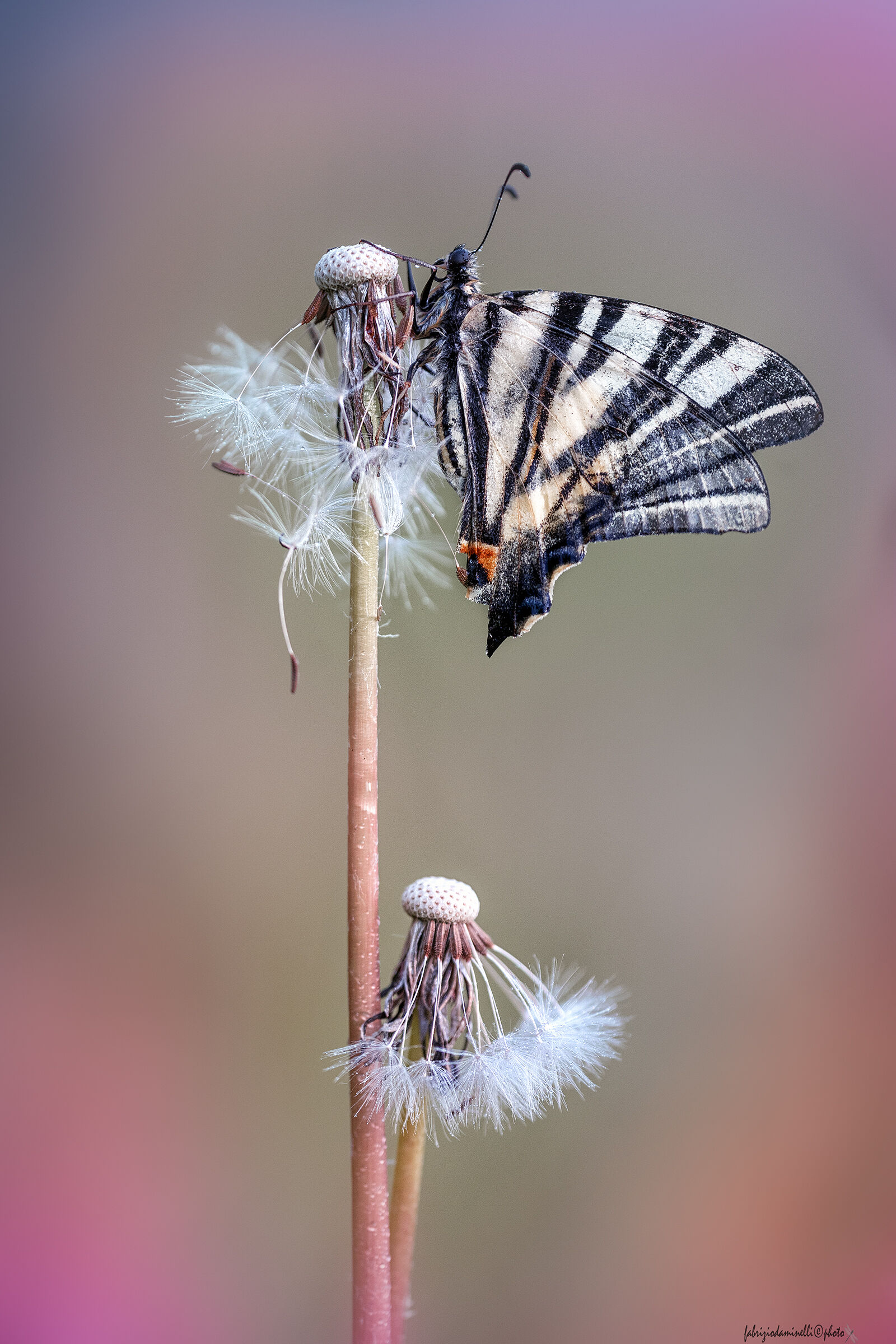 Iphiclides podalirius